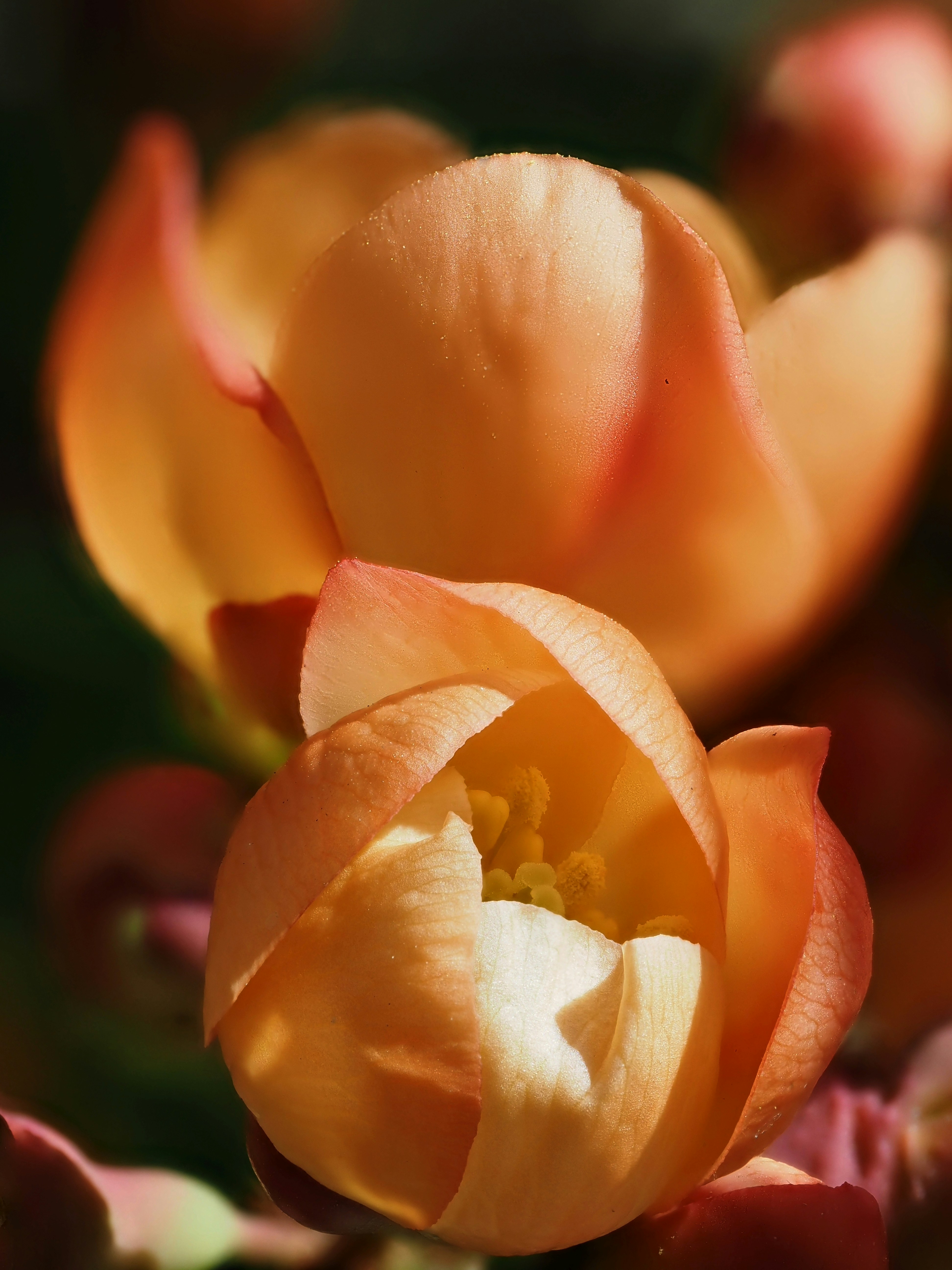 Dos capullos florales de naranja con delicados pétalos
