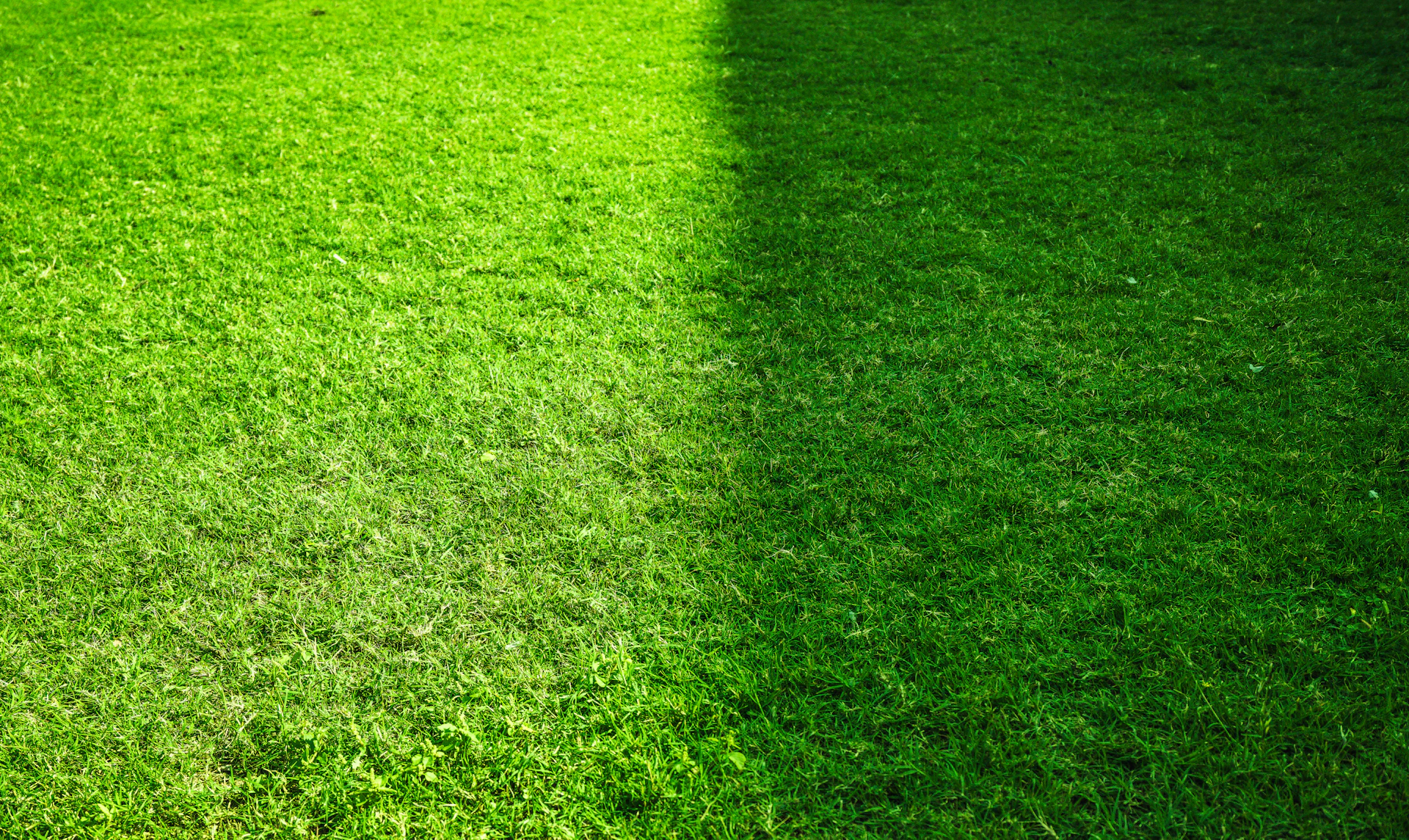 A close-up of green grass with a shadow