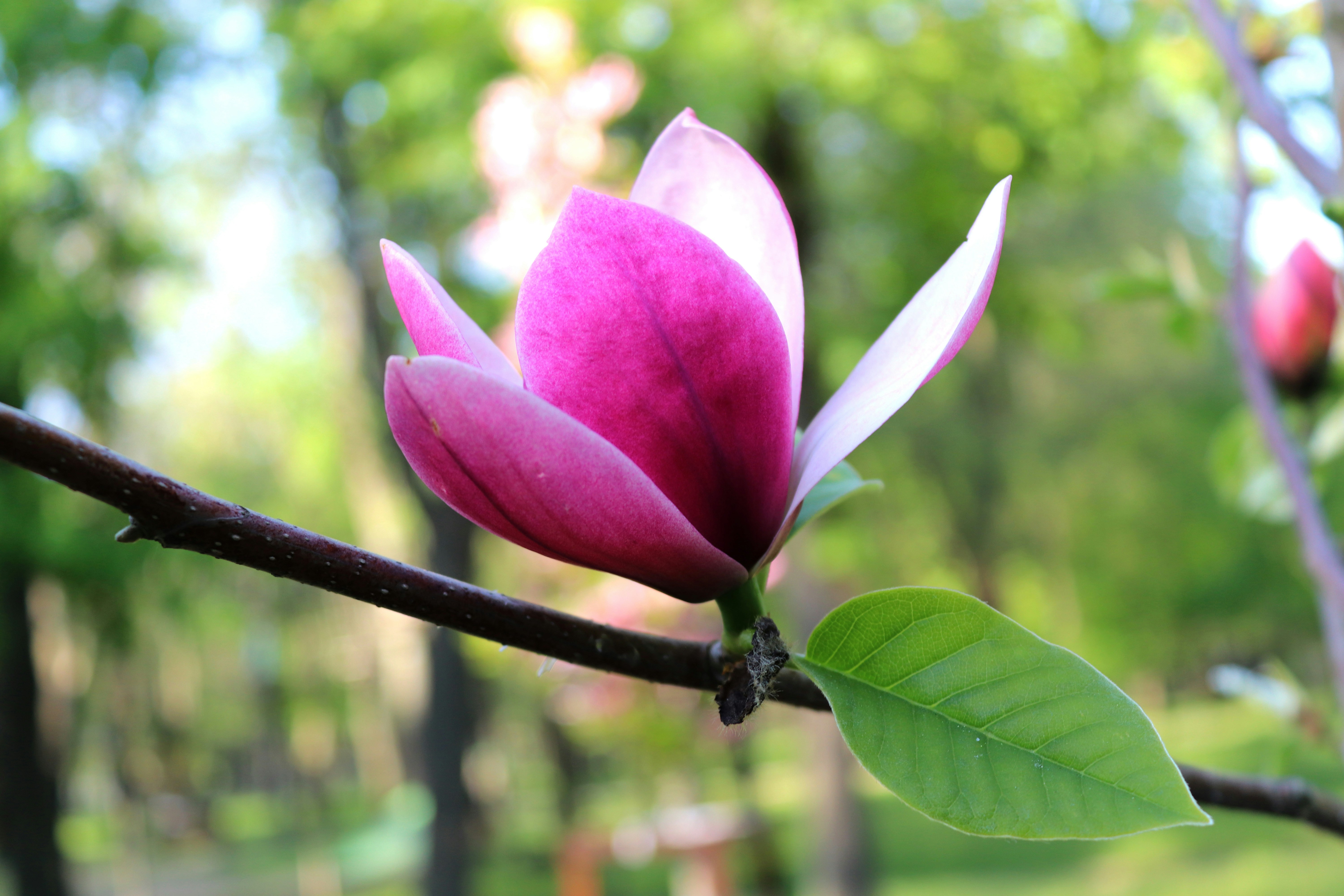 Bunga magnolia merah muda tunggal di cabang.
