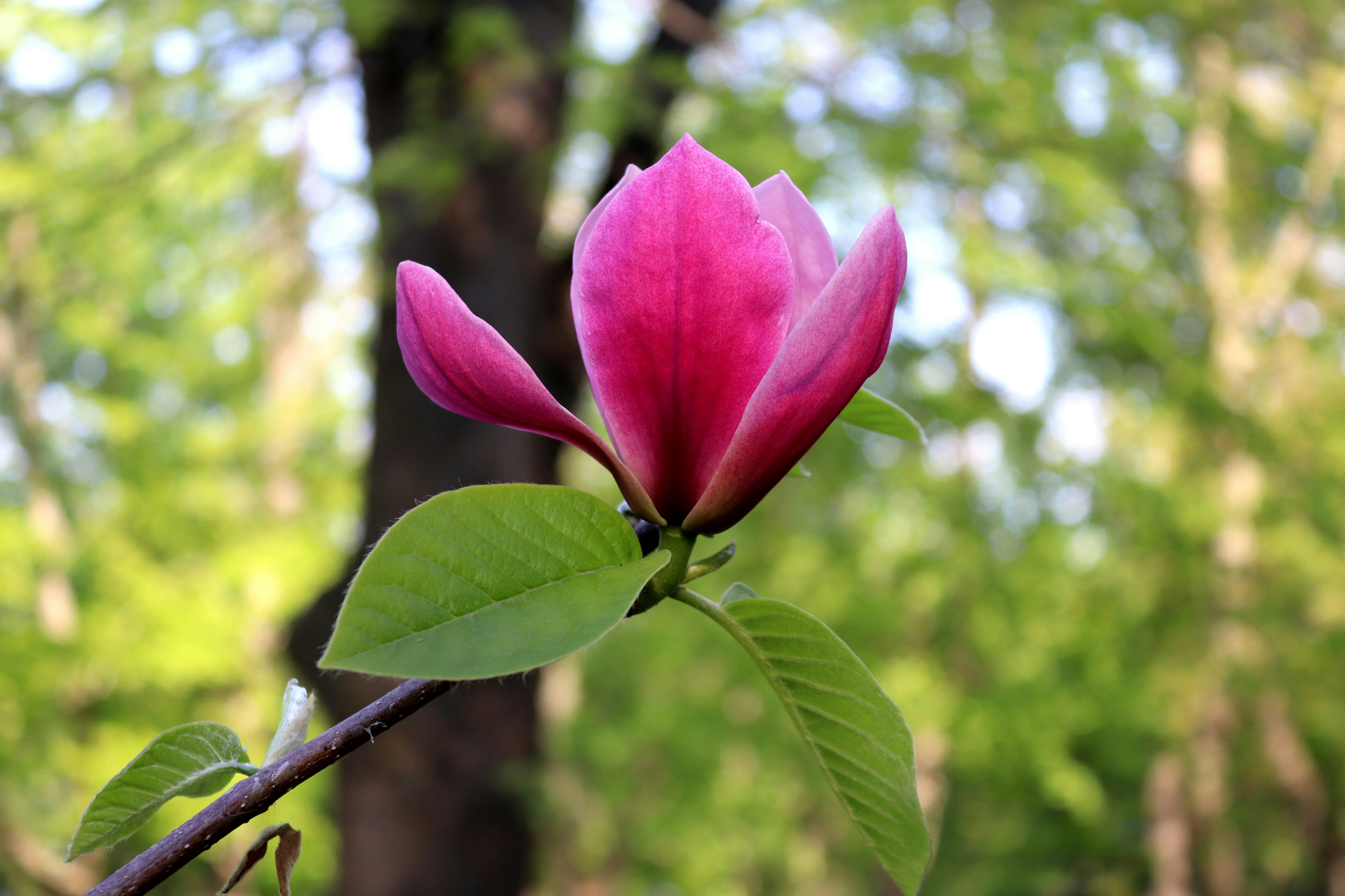 Satu bunga magnolia merah muda mekar di cabang.