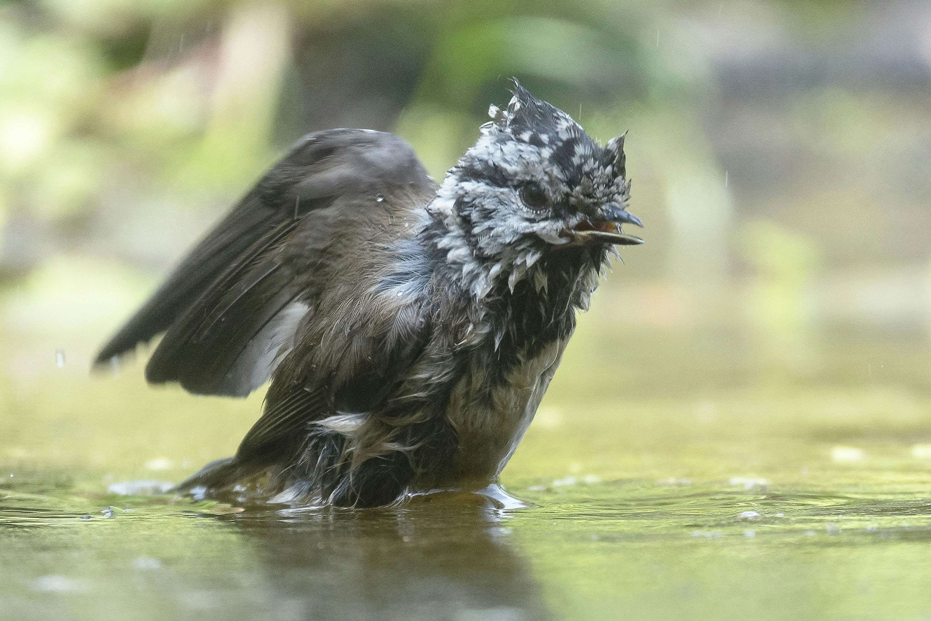 Seekor burung mandi di air dangkal