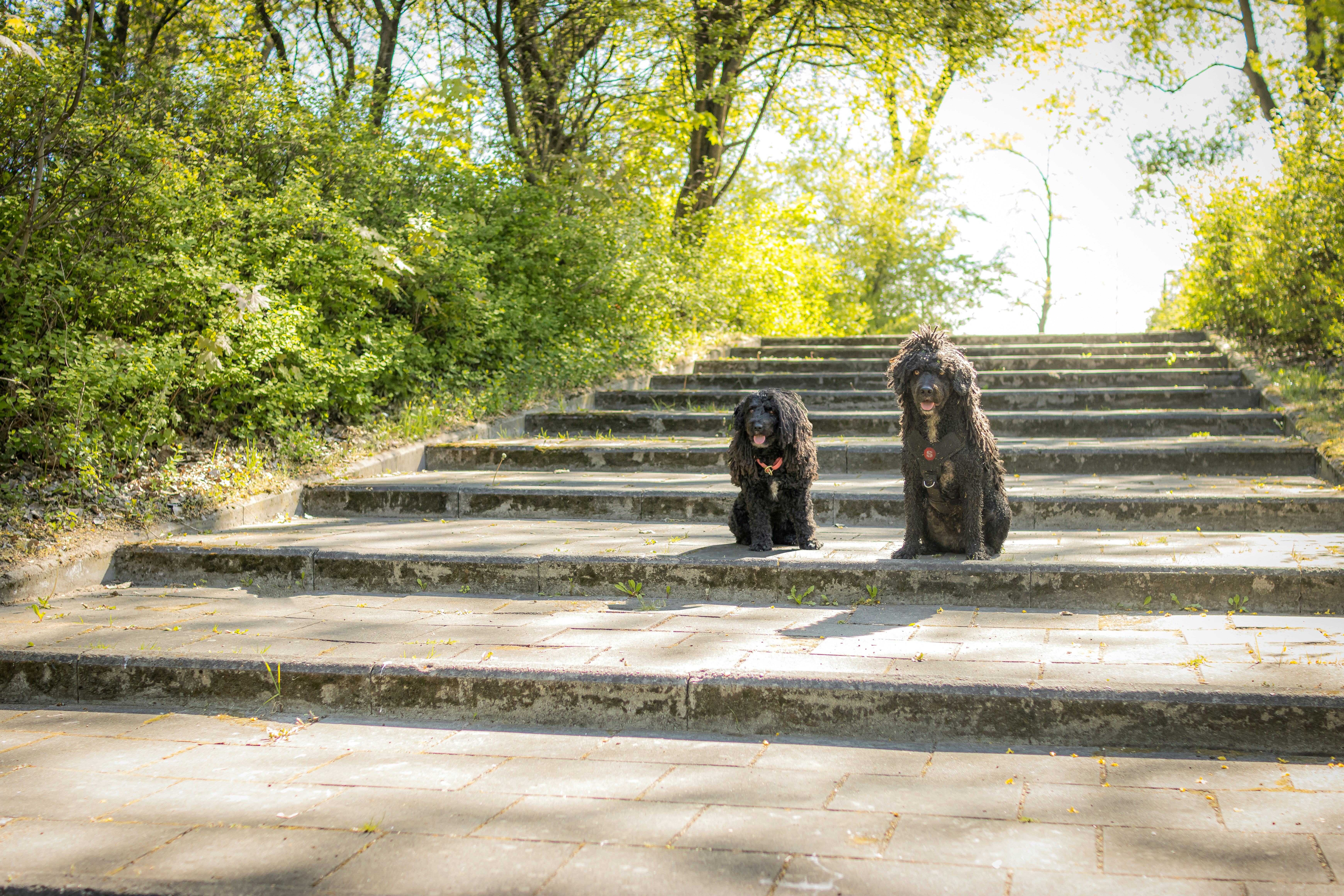 Two fluffy black dogs sitting on outdoor stairs