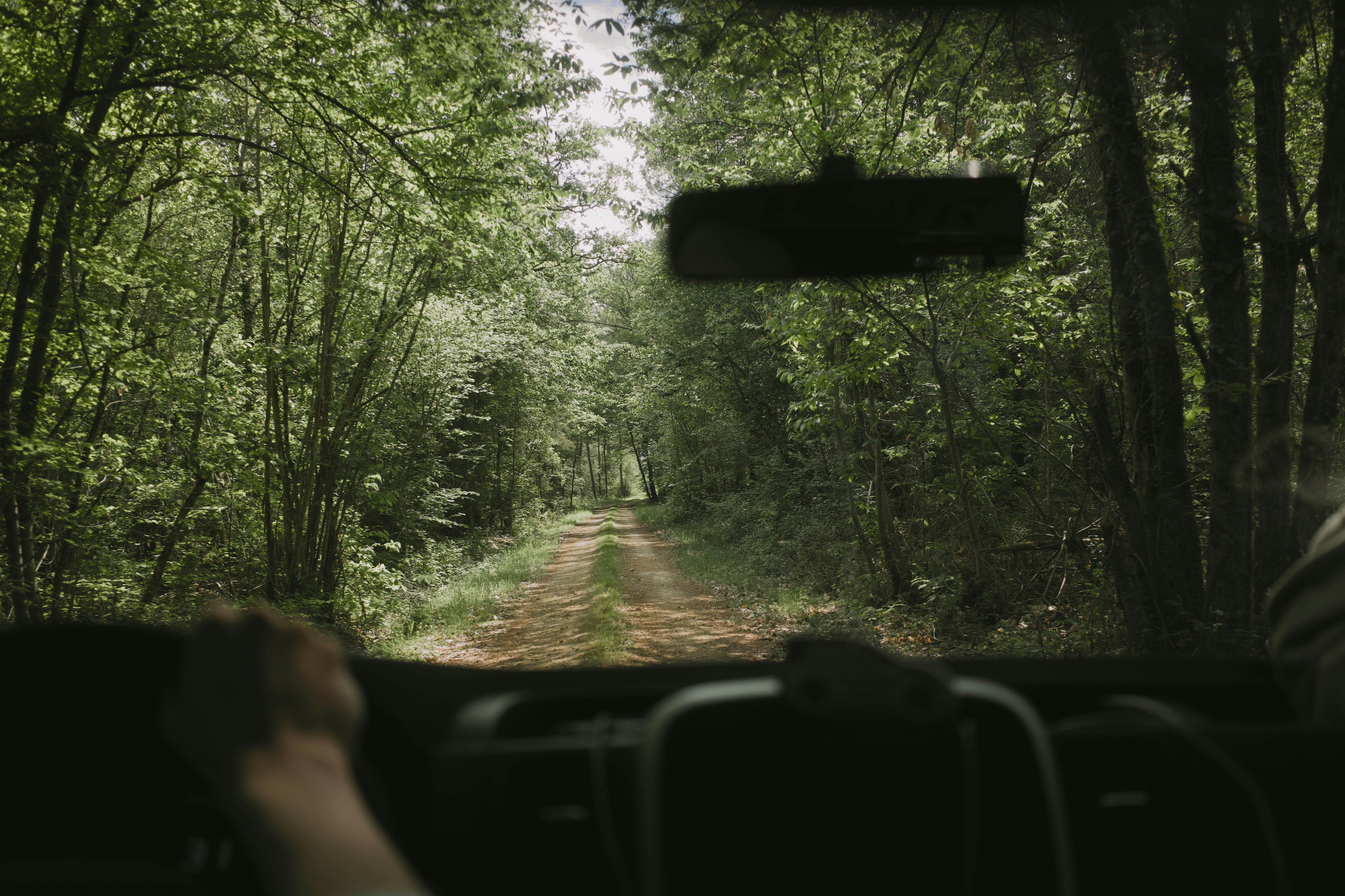 Dirigindo por uma estrada de terra através de uma floresta densa.