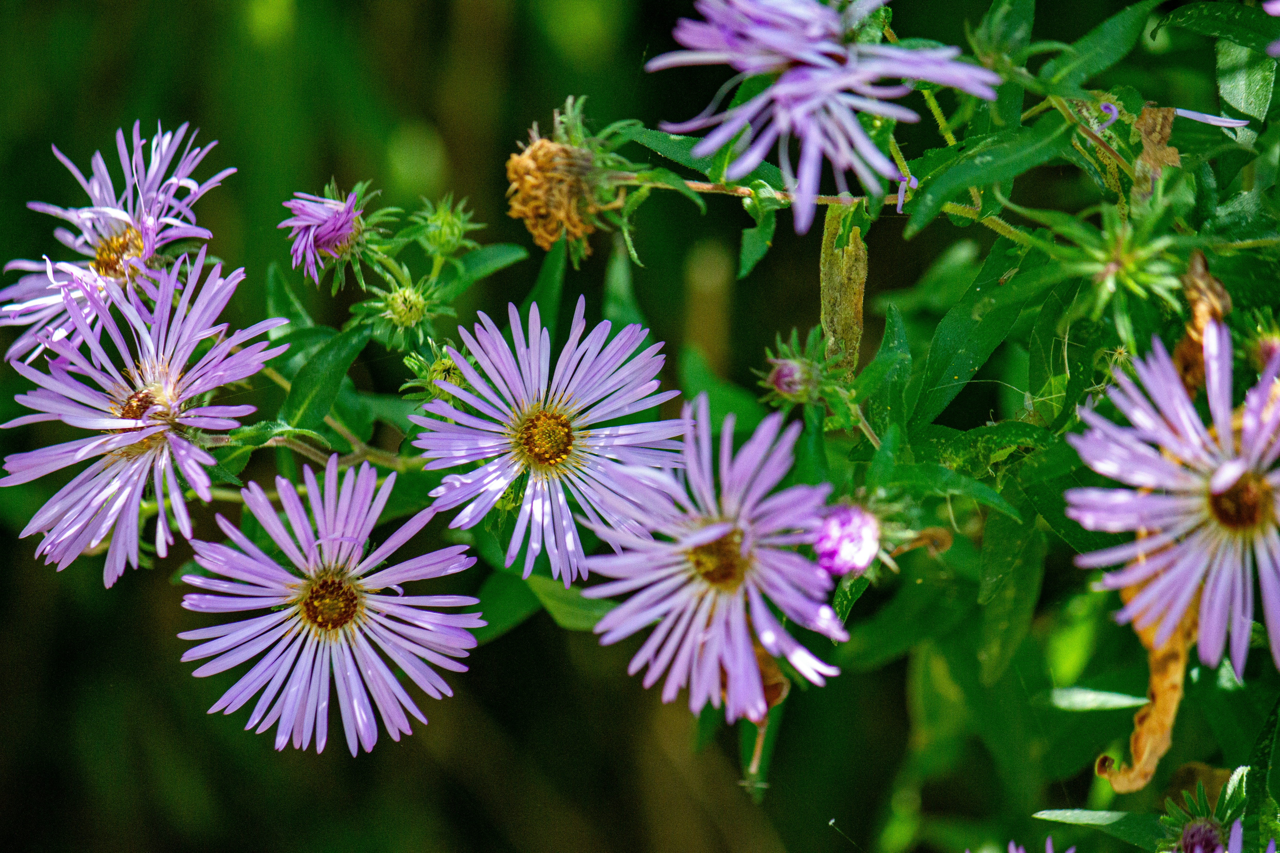 Les asters pourpres fleurissent parmi le feuillage vert au soleil.