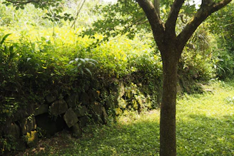 Green foliage covers a stone wall with a tree trunk.