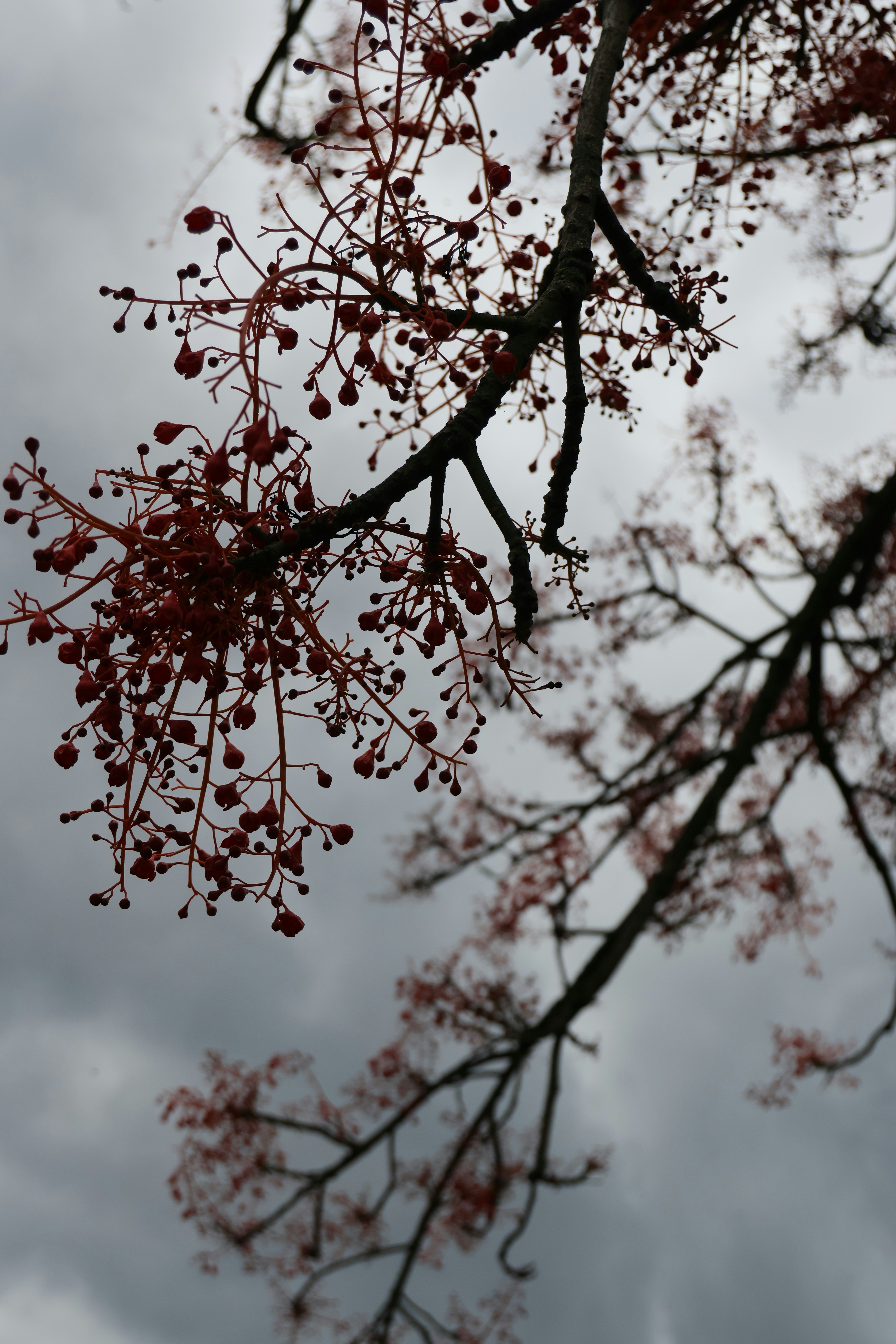 Photo by nekoburro