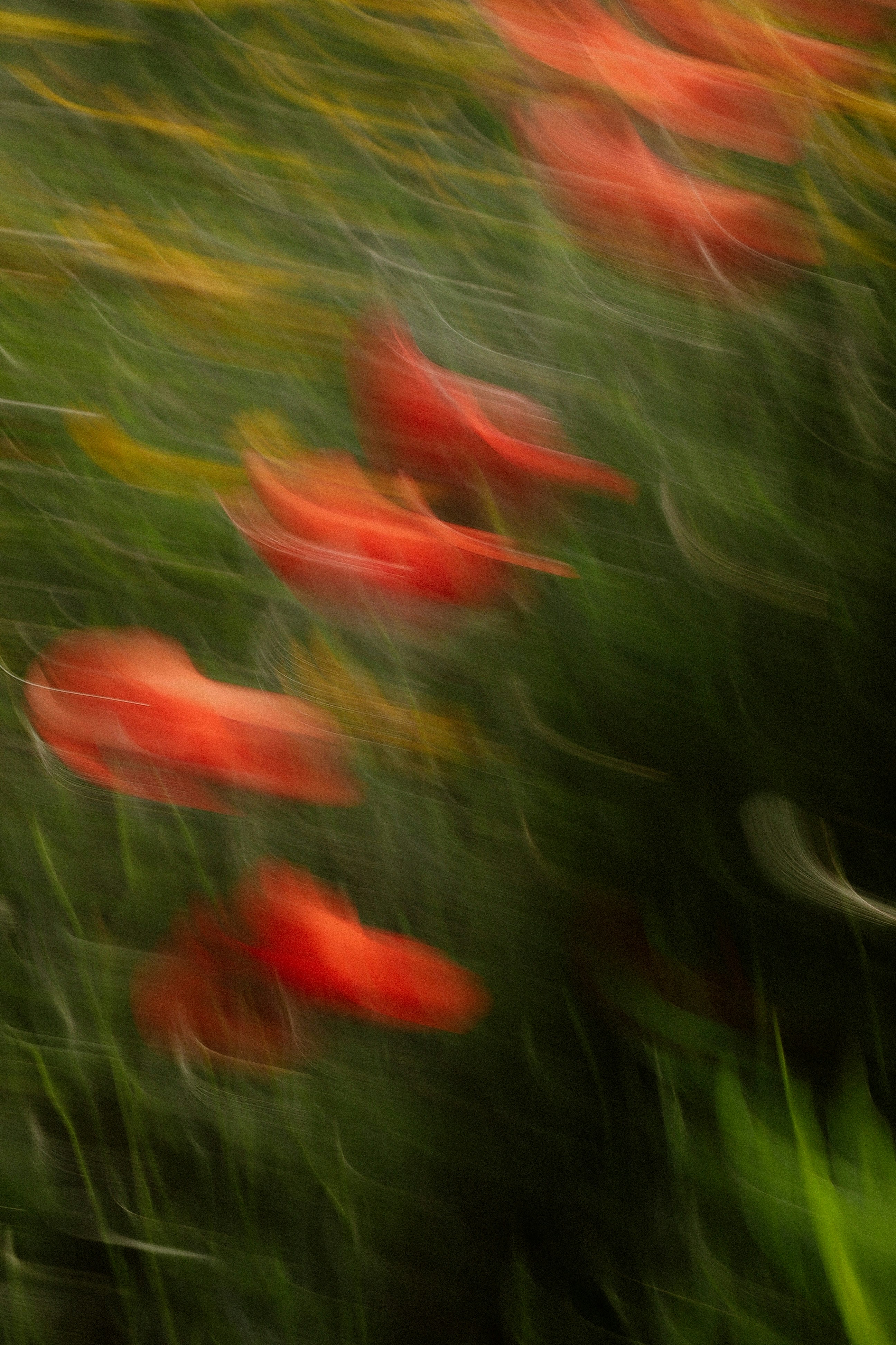 Abstract red flowers blurred in motion