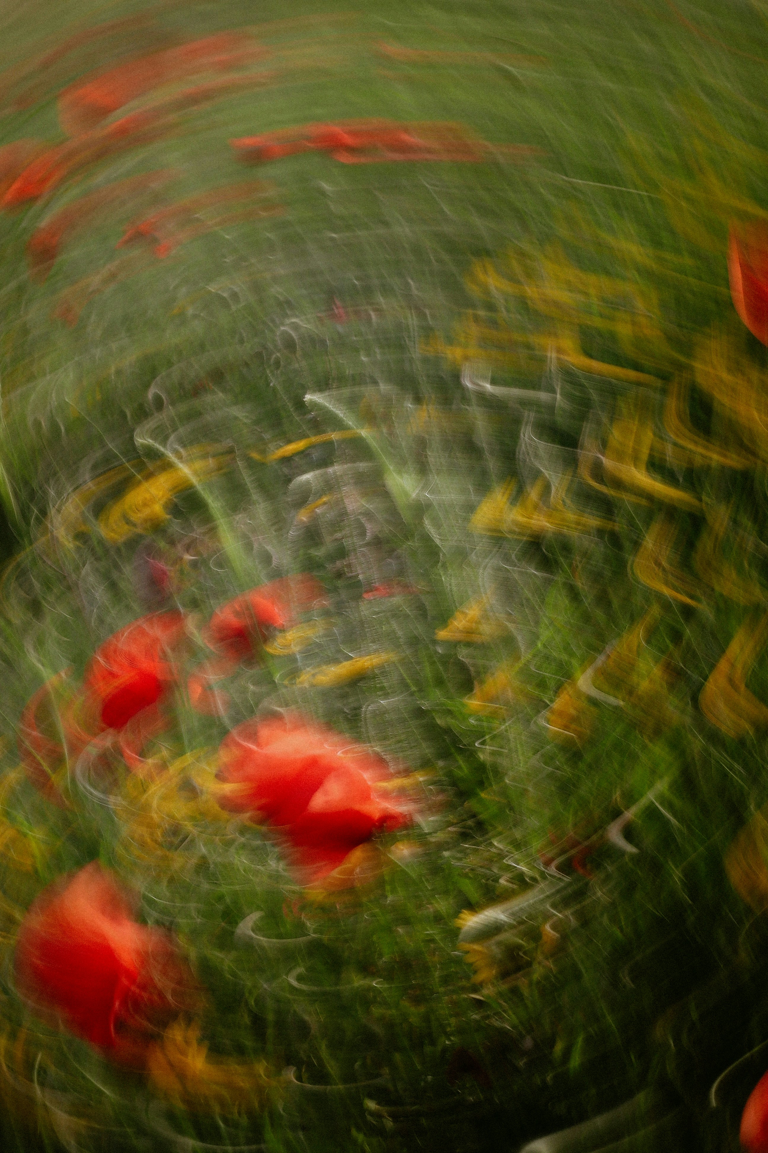 Red and yellow flowers blurred in motion
