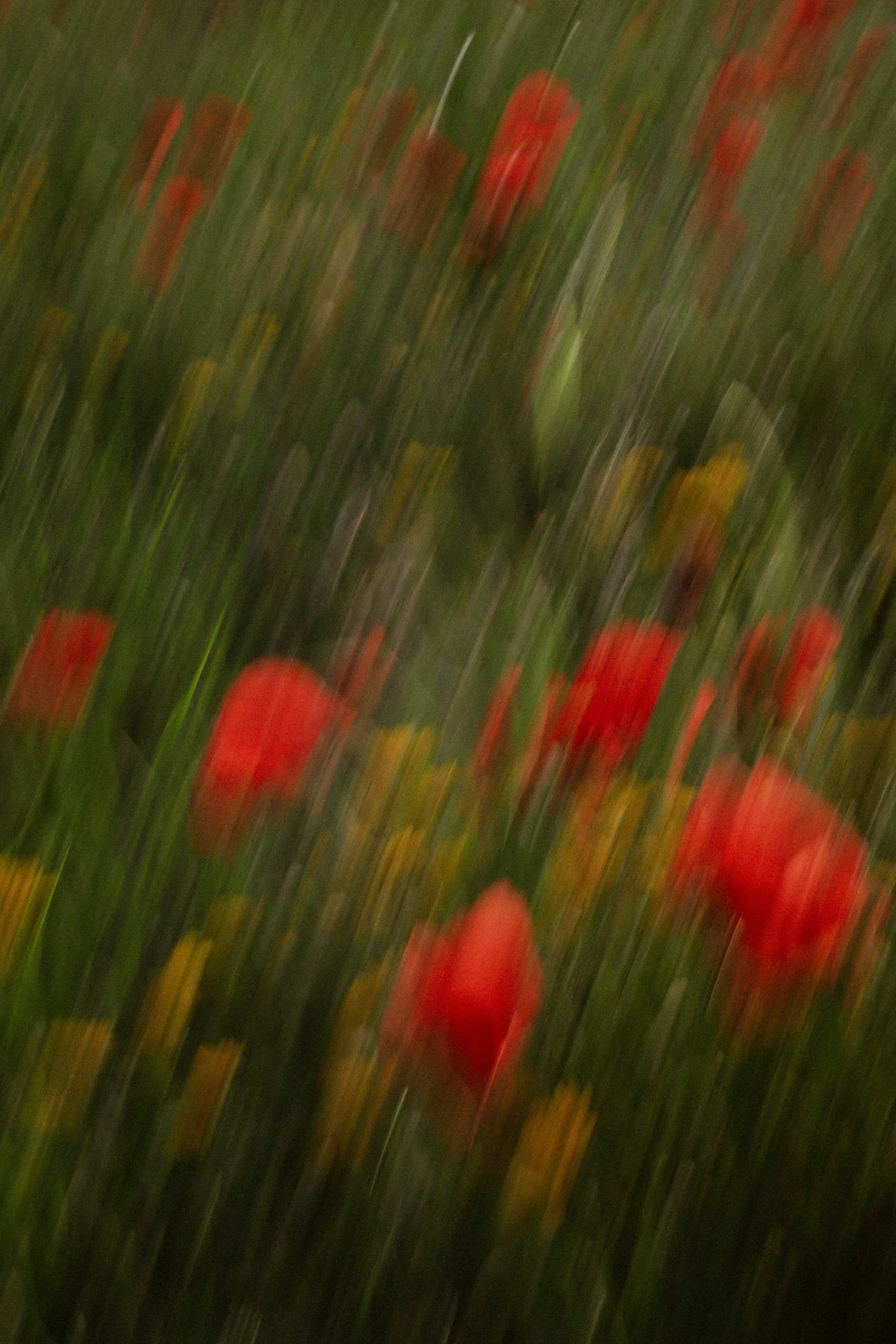 Abstract field of red poppies and yellow flowers