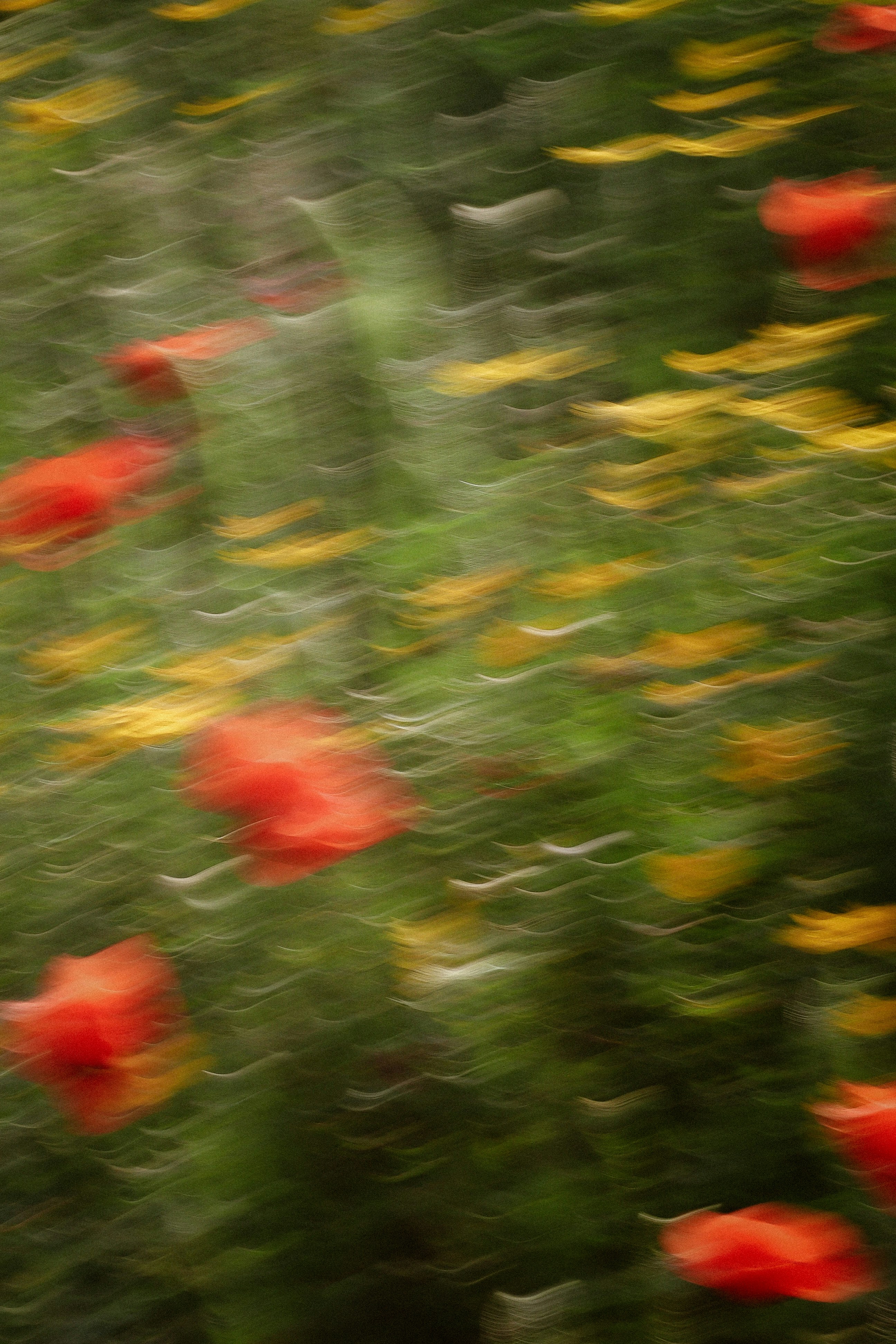 Abstract red and yellow flowers in motion blur