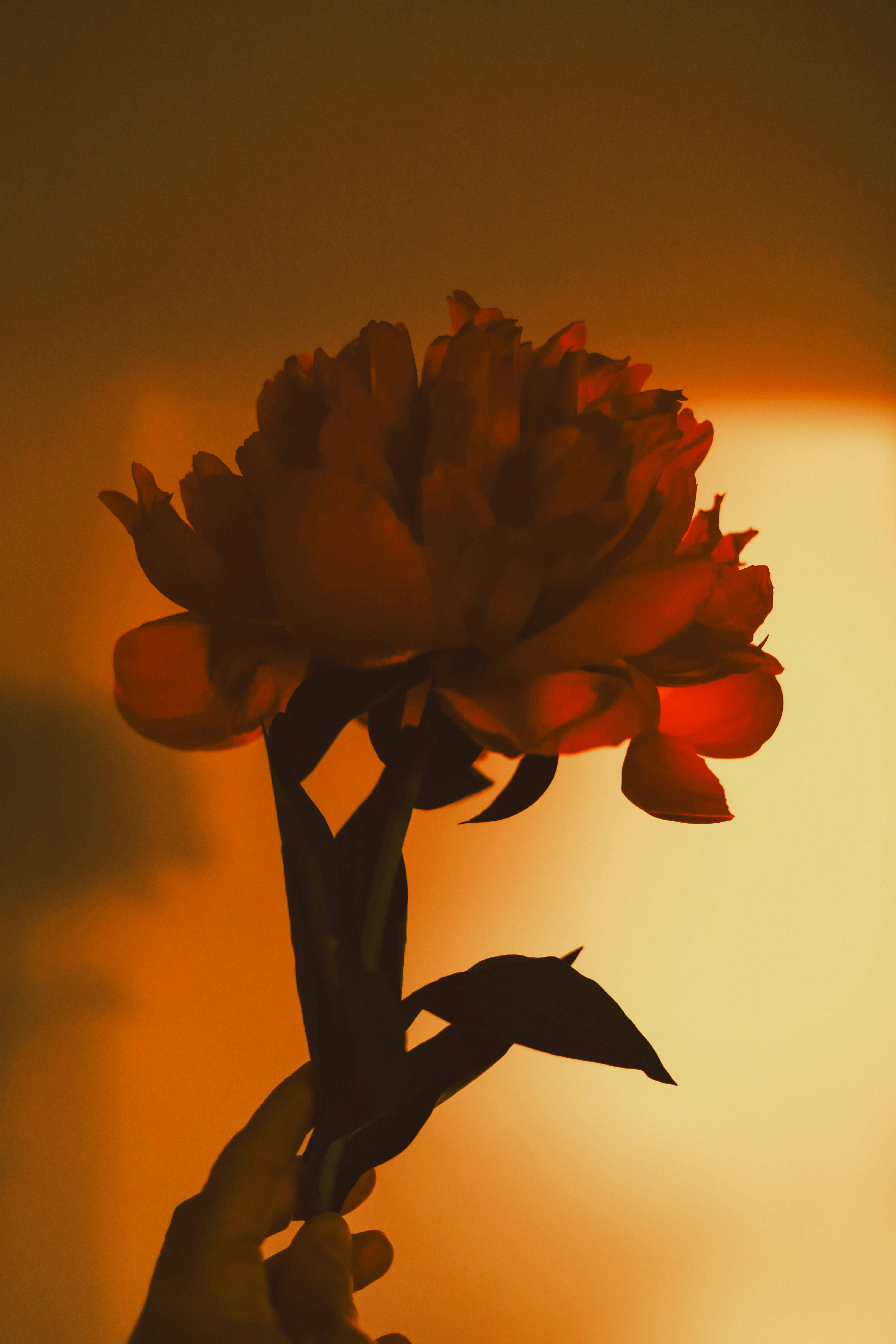 A hand holds a red peony against an orange background