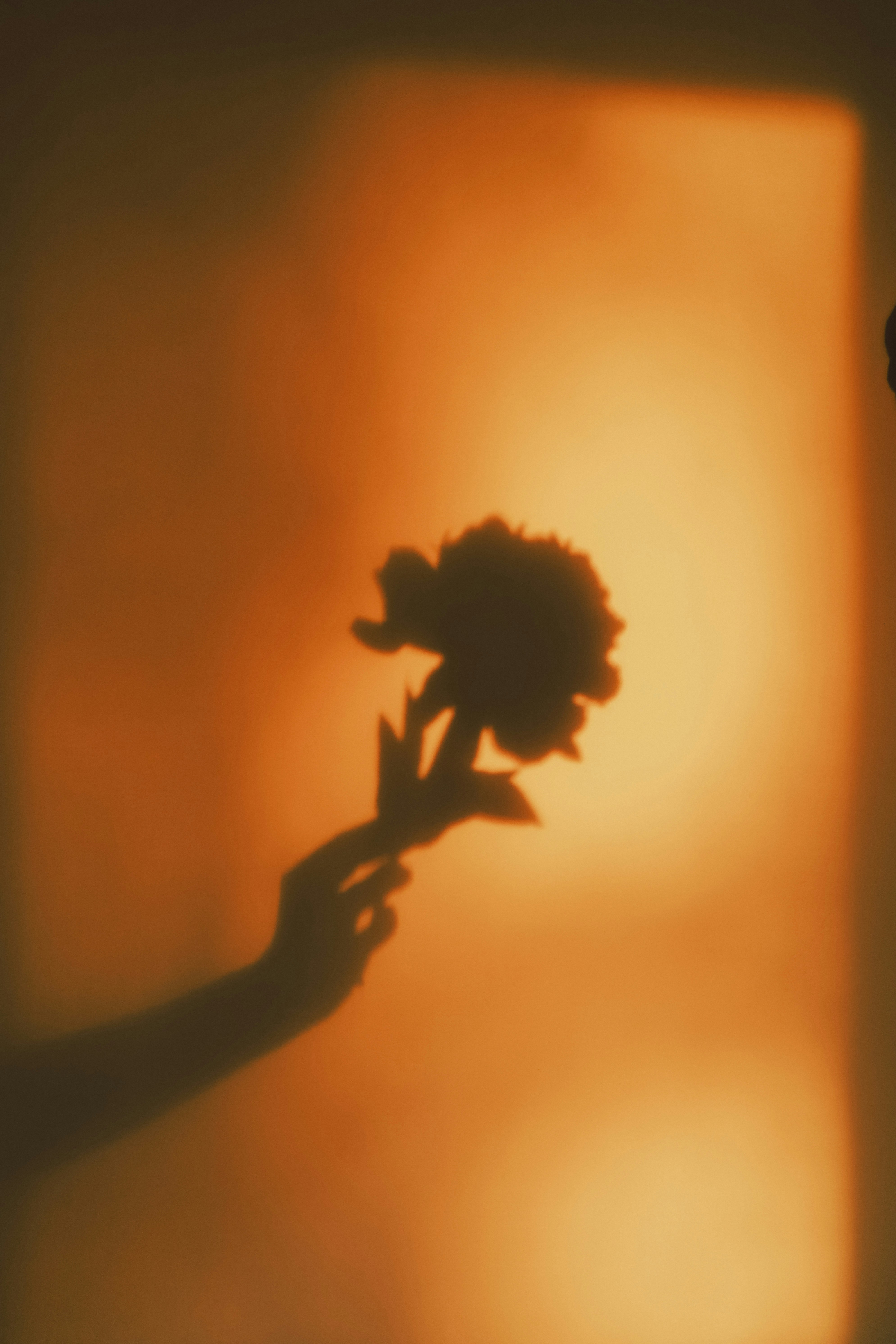 Shadow of a hand holding a flower