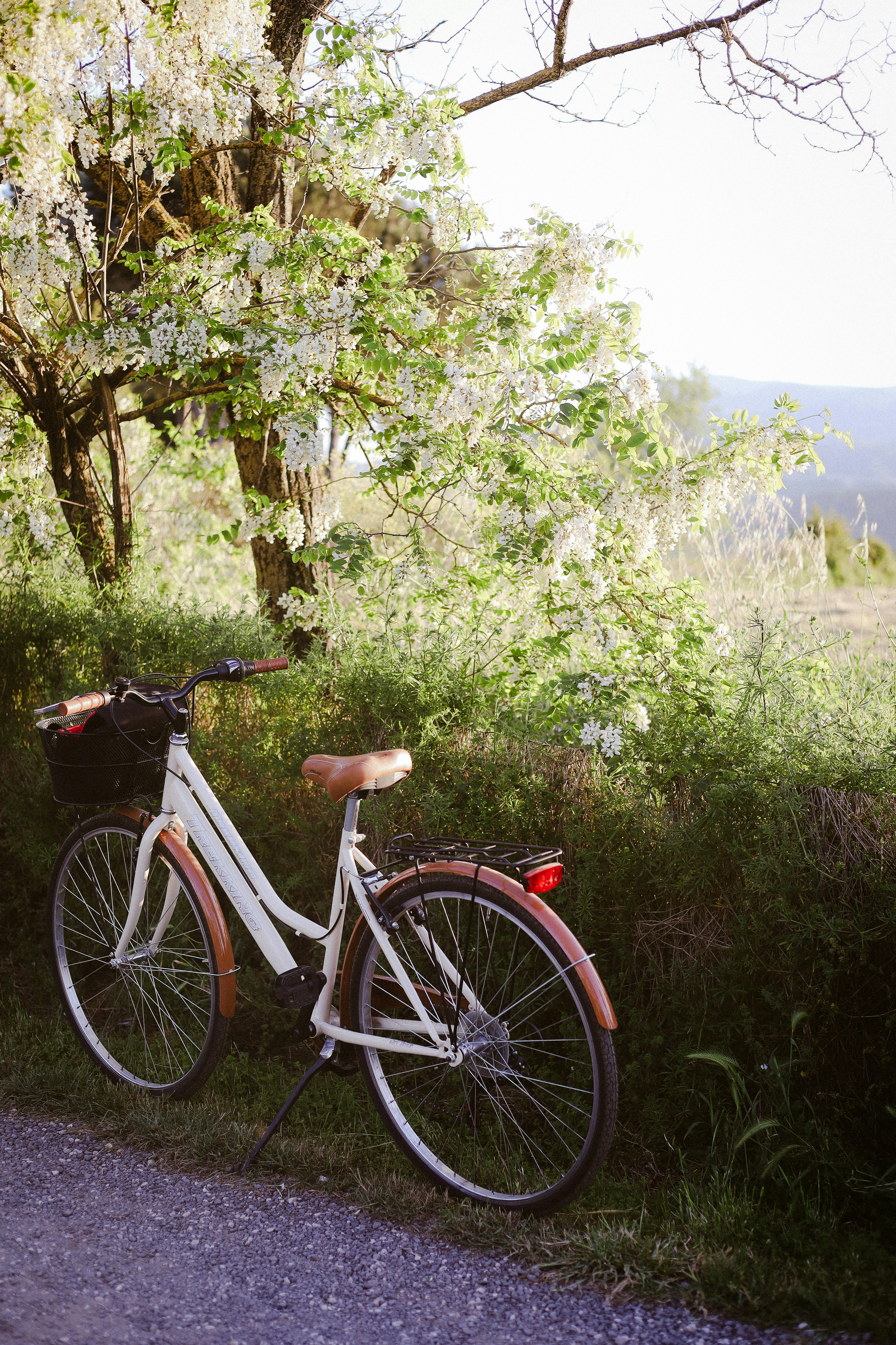 White bicycle parked under blooming tree with basket.