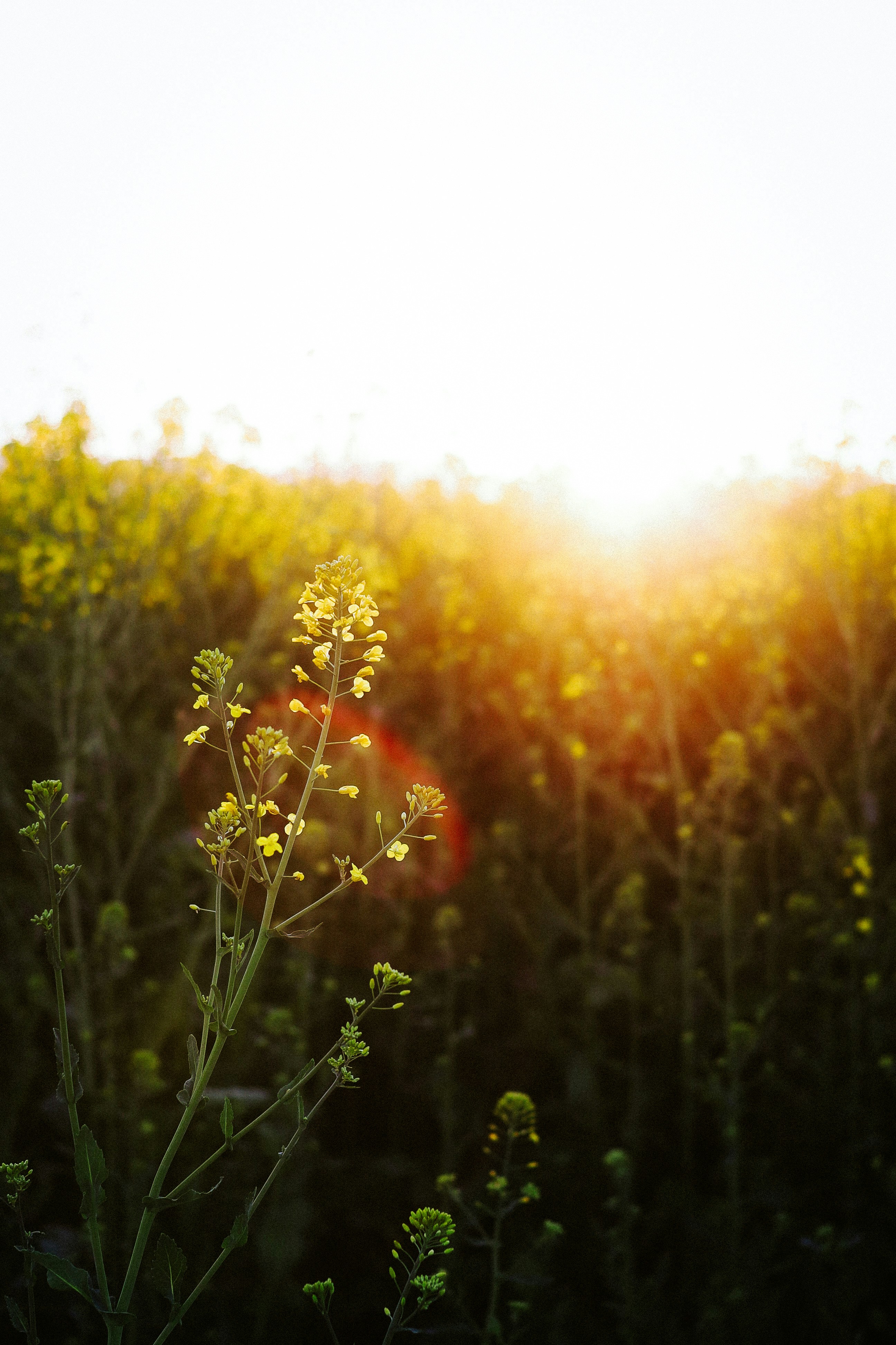 A single yellow flower in a field at sunset.
