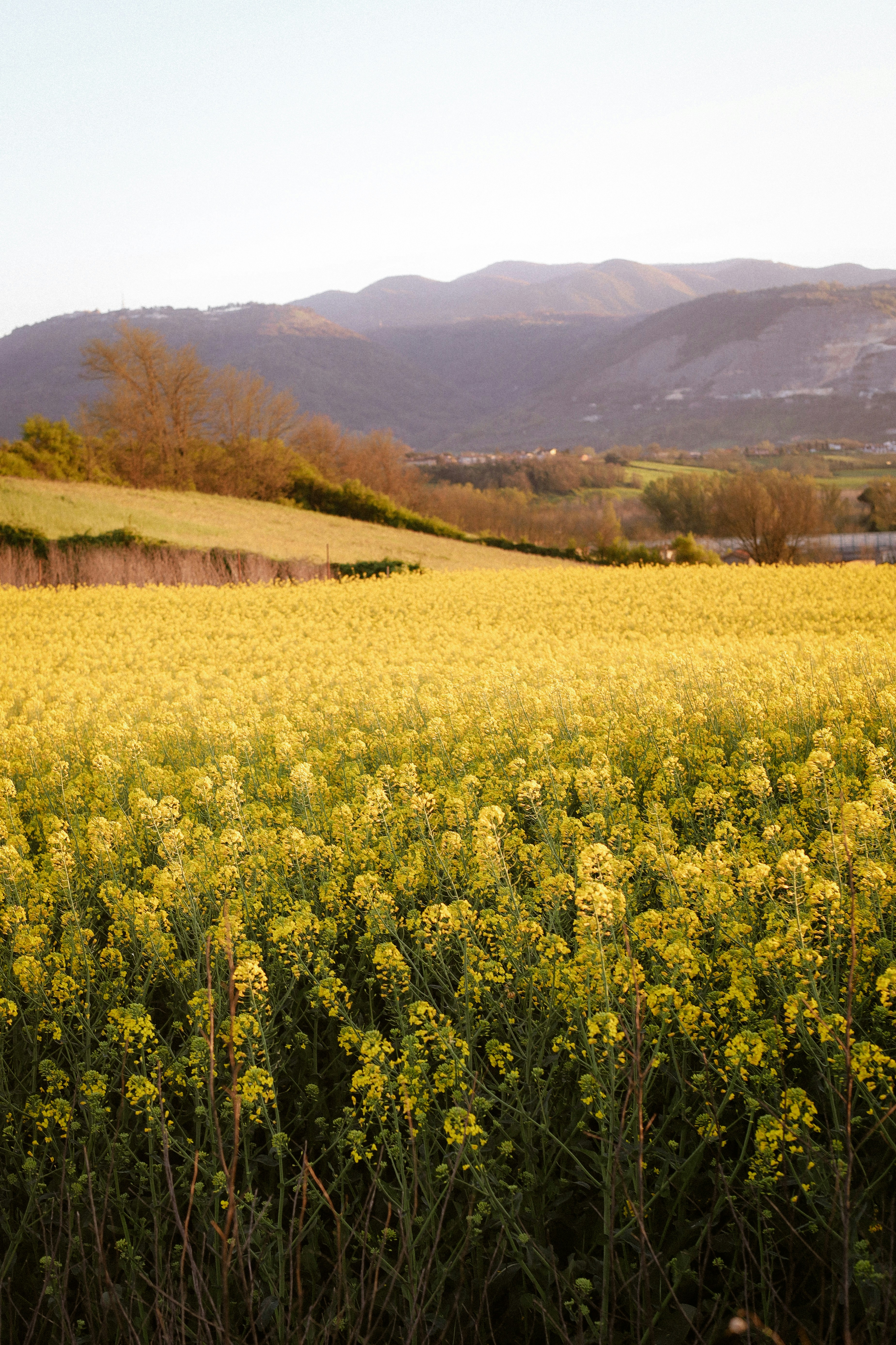 Vast field of yellow flowers with rolling hills.