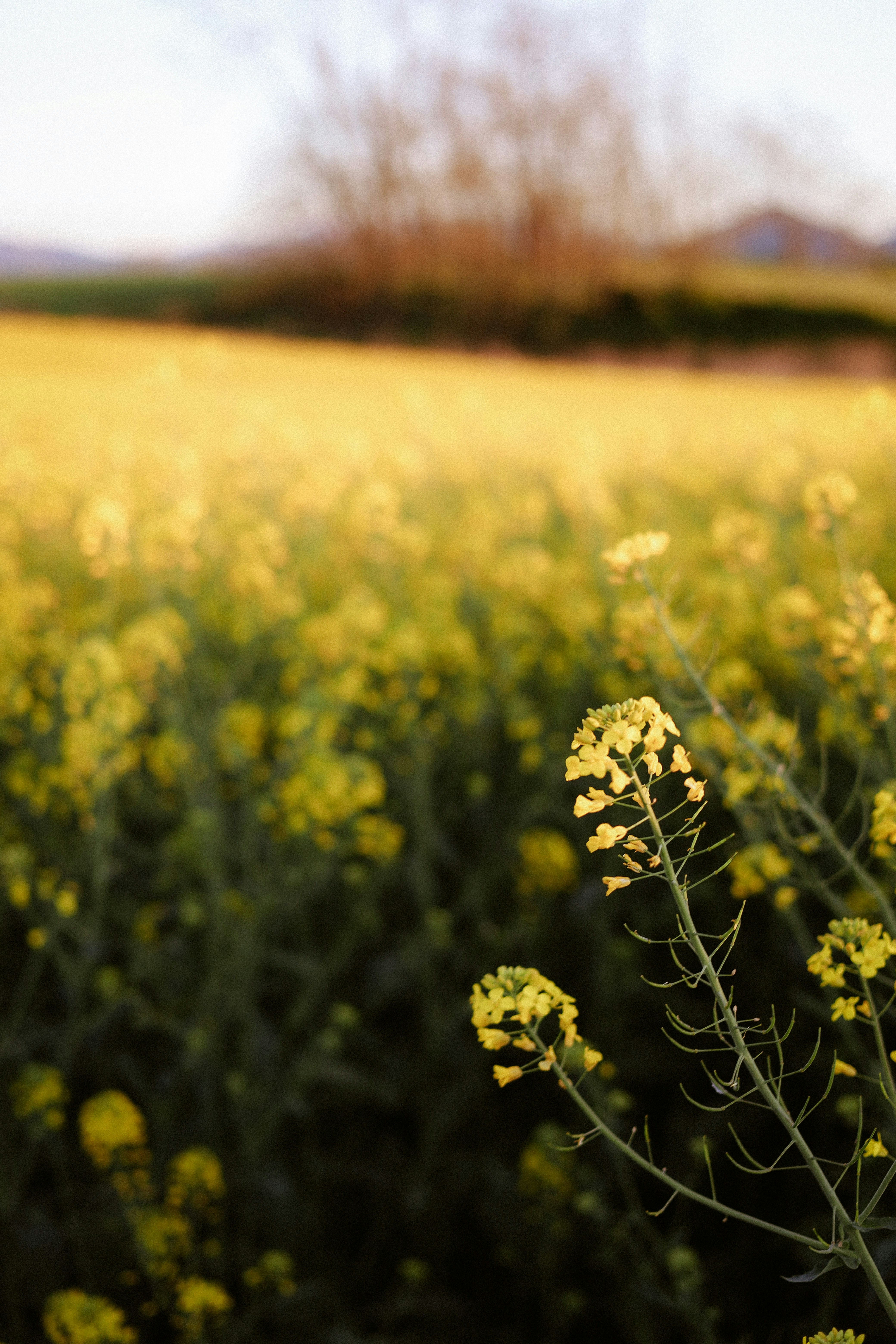 Field of yellow flowers with trees in background