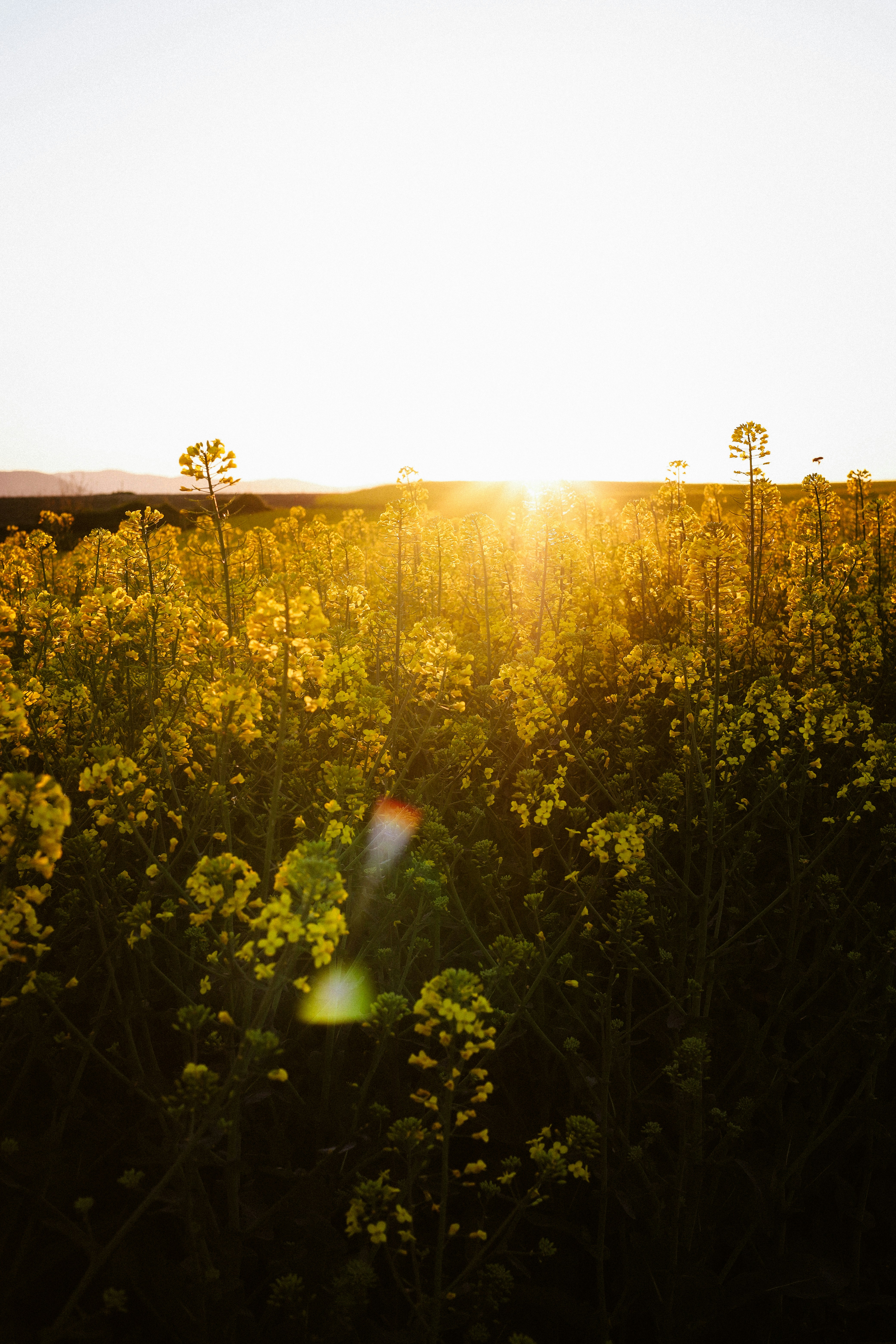 Golden sunbeams shine over a field of yellow flowers.