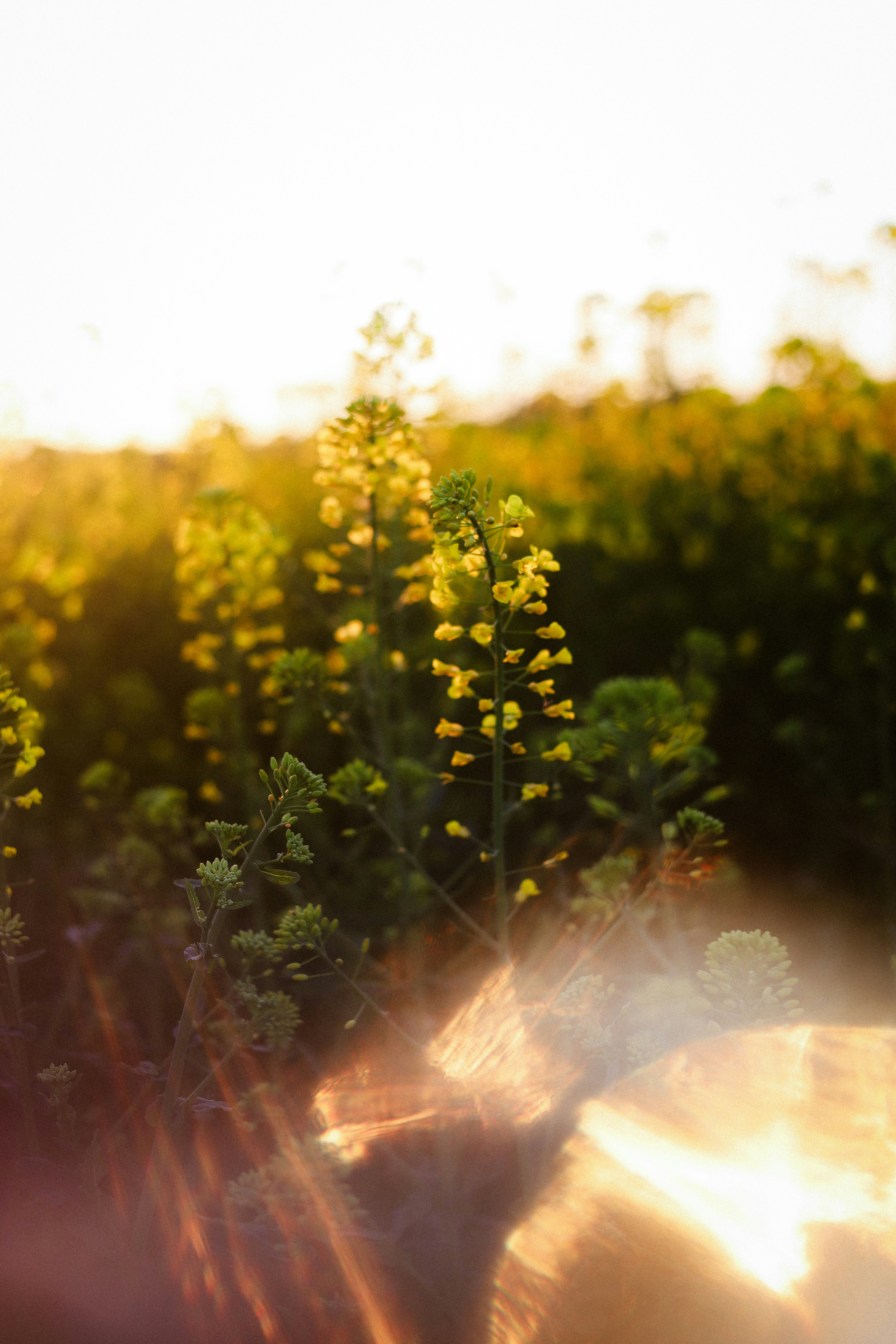 Yellow flowers in a field at sunset