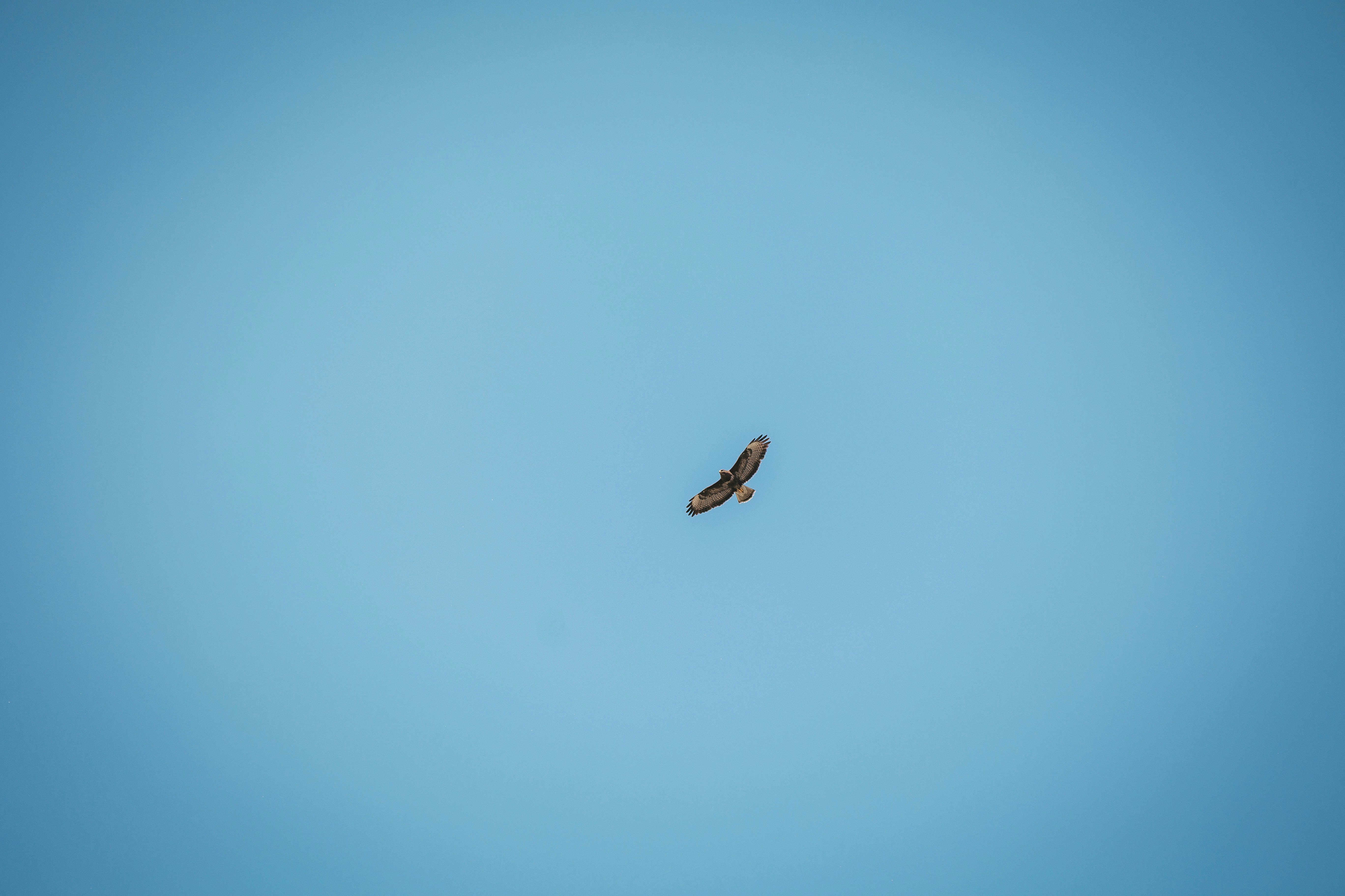 A bird of prey soars against a clear blue sky.