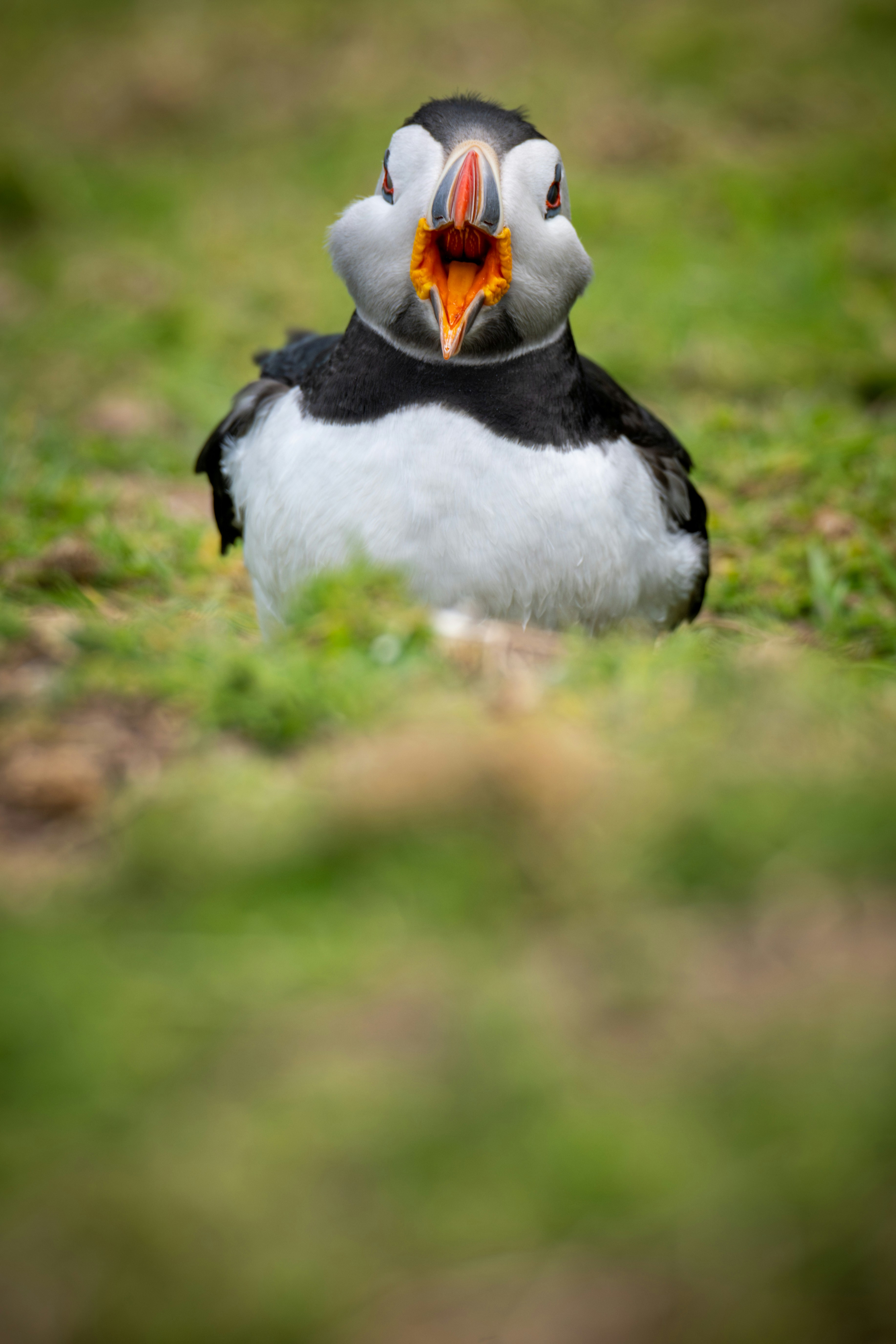 A puffin with its beak open in a grassy field