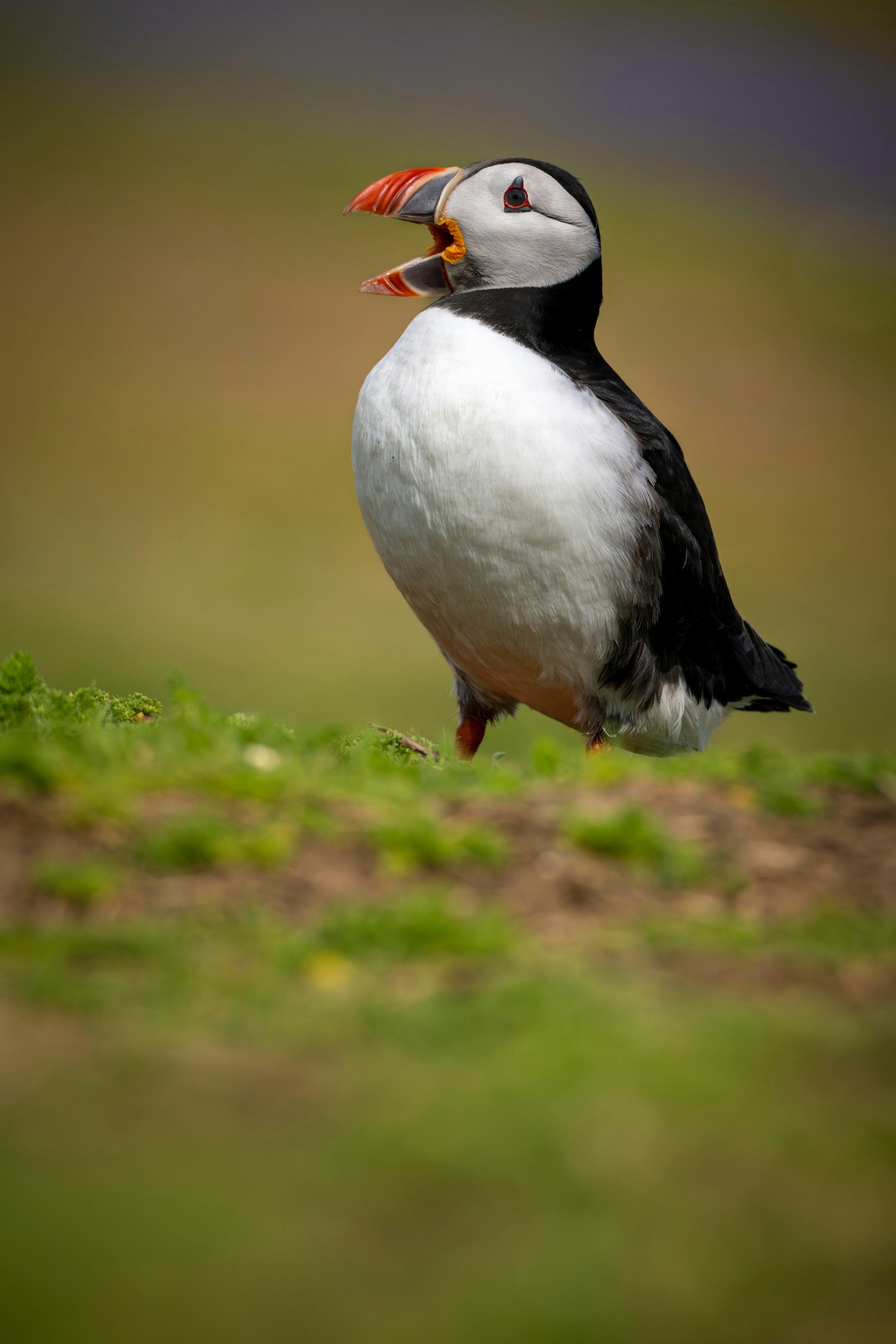 A puffin with its beak open stands on grassy ground.