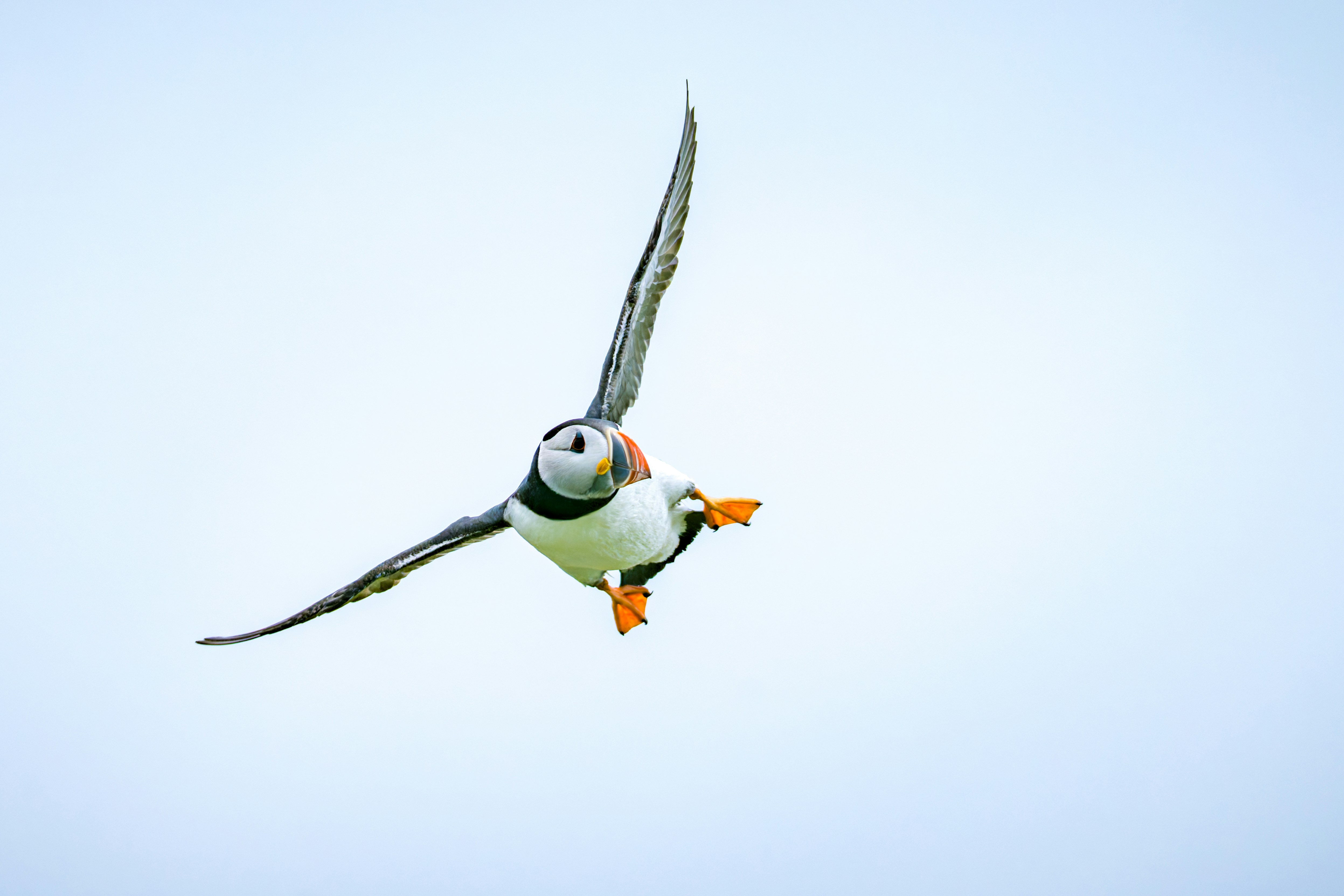 A puffin bird flying with wings spread wide