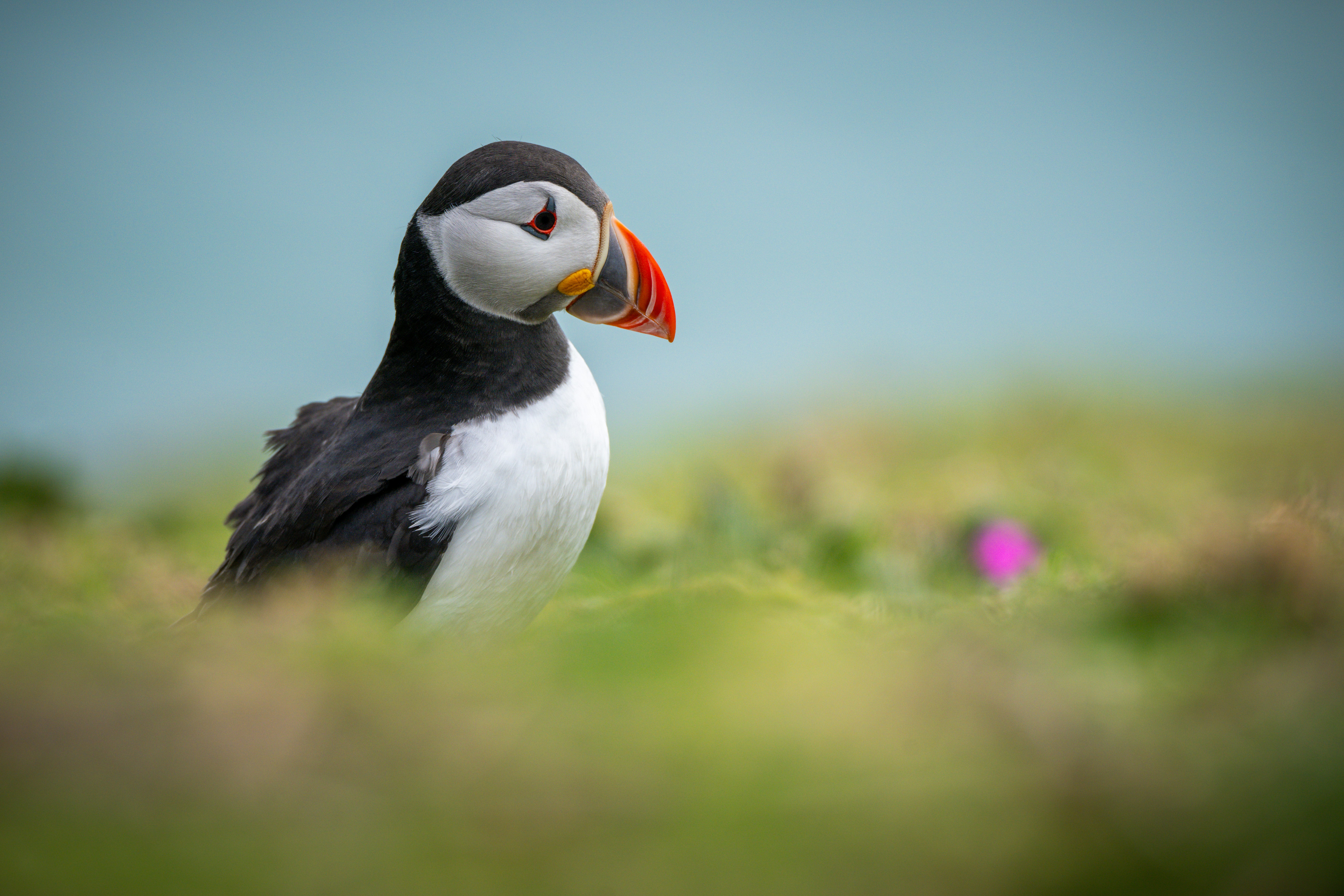 A puffin stands on a grassy cliff overlooking the ocean.