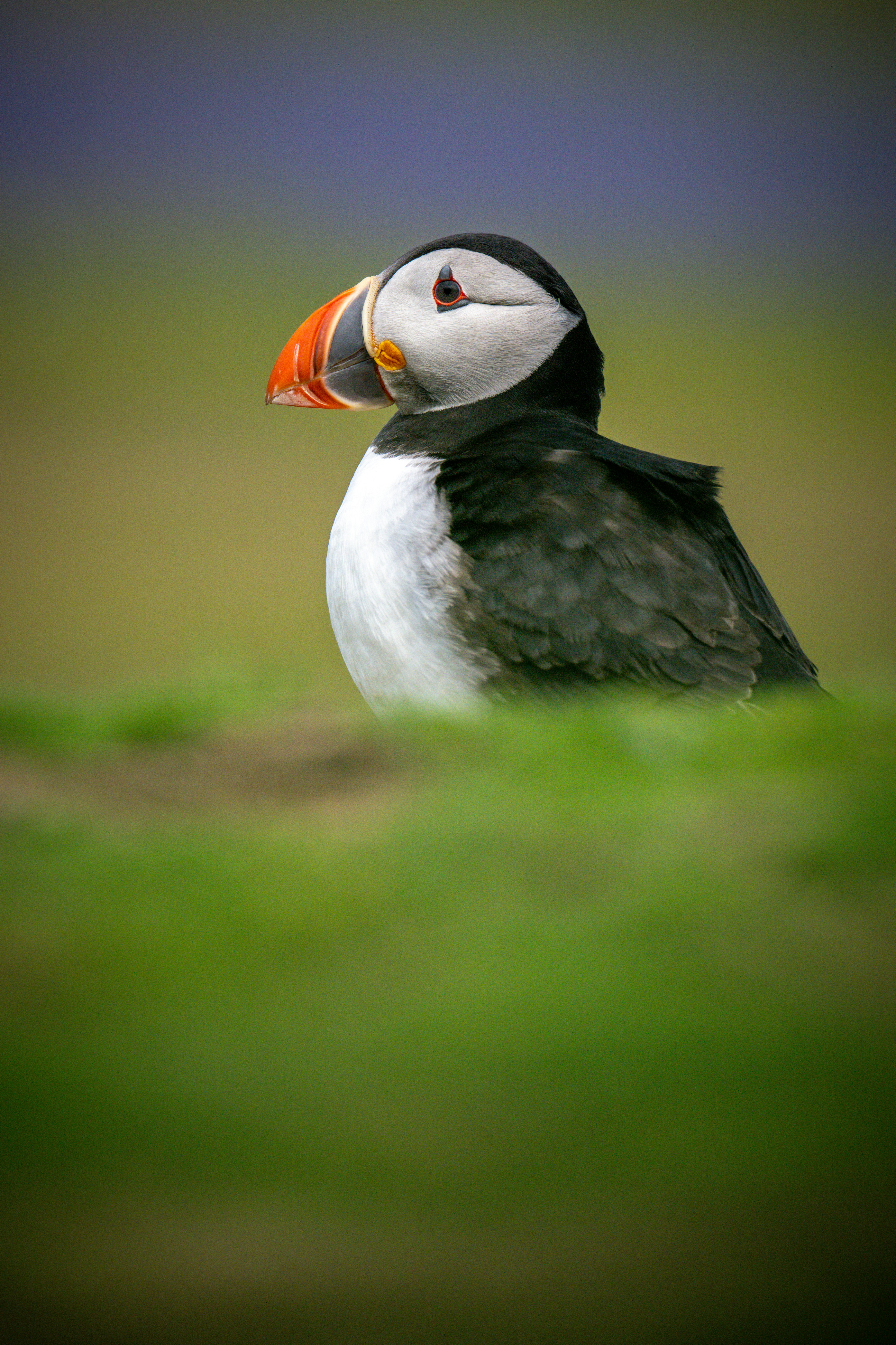 A puffin bird with a colorful beak sits on grass.