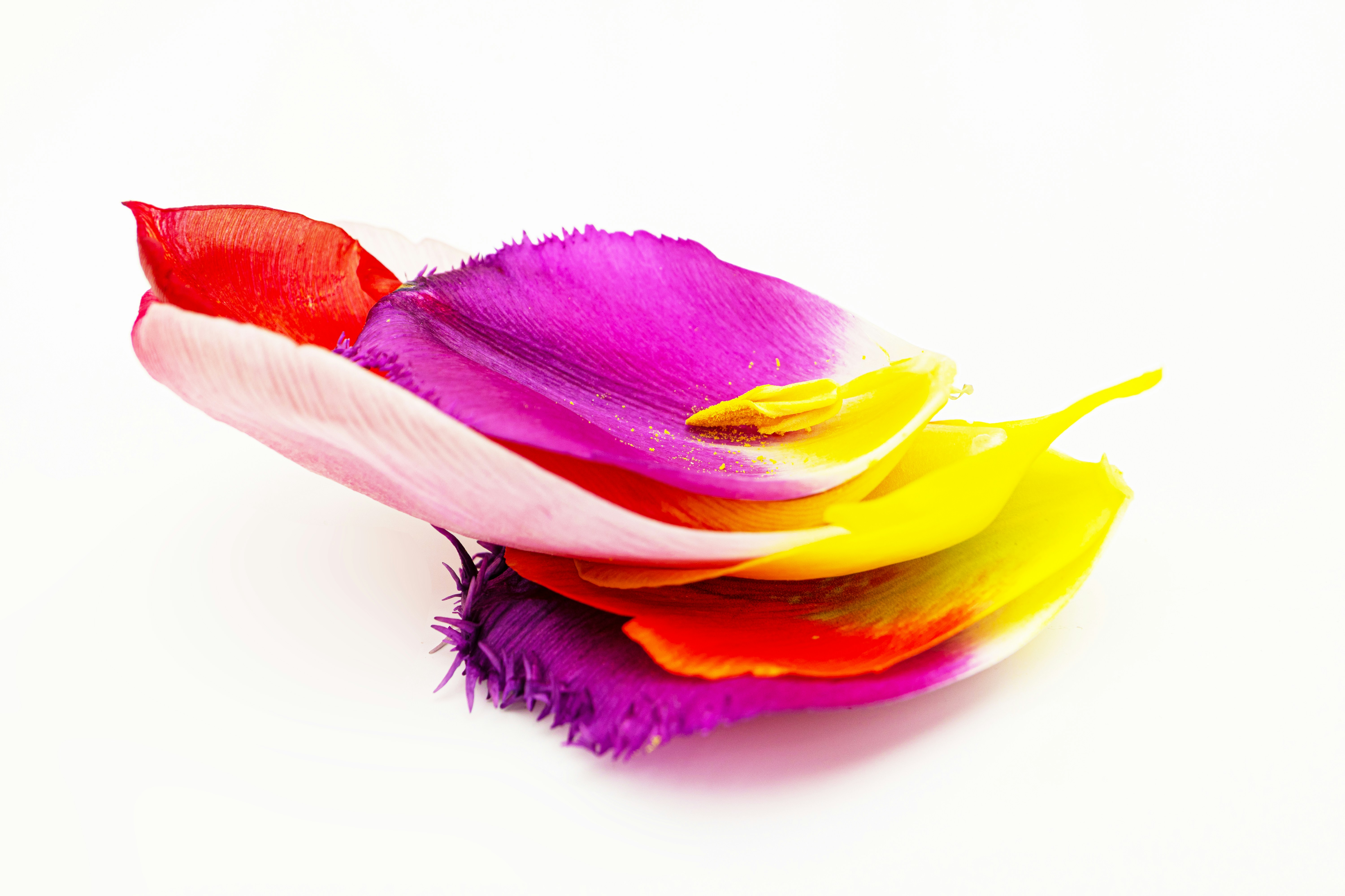 Petali colorati di tulipano disposti su uno sfondo bianco.