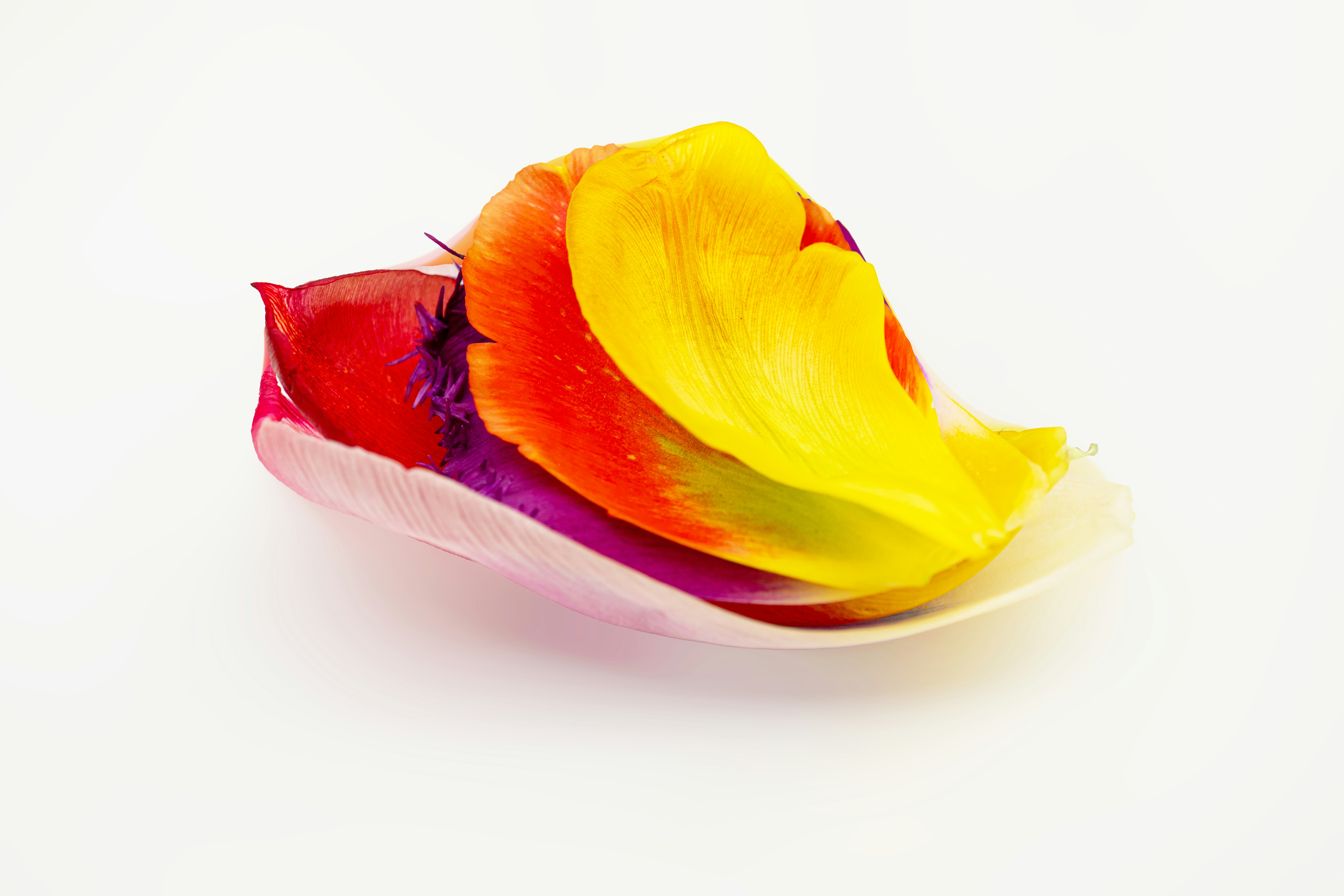 Petali di fiori colorati disposti su una superficie bianca.