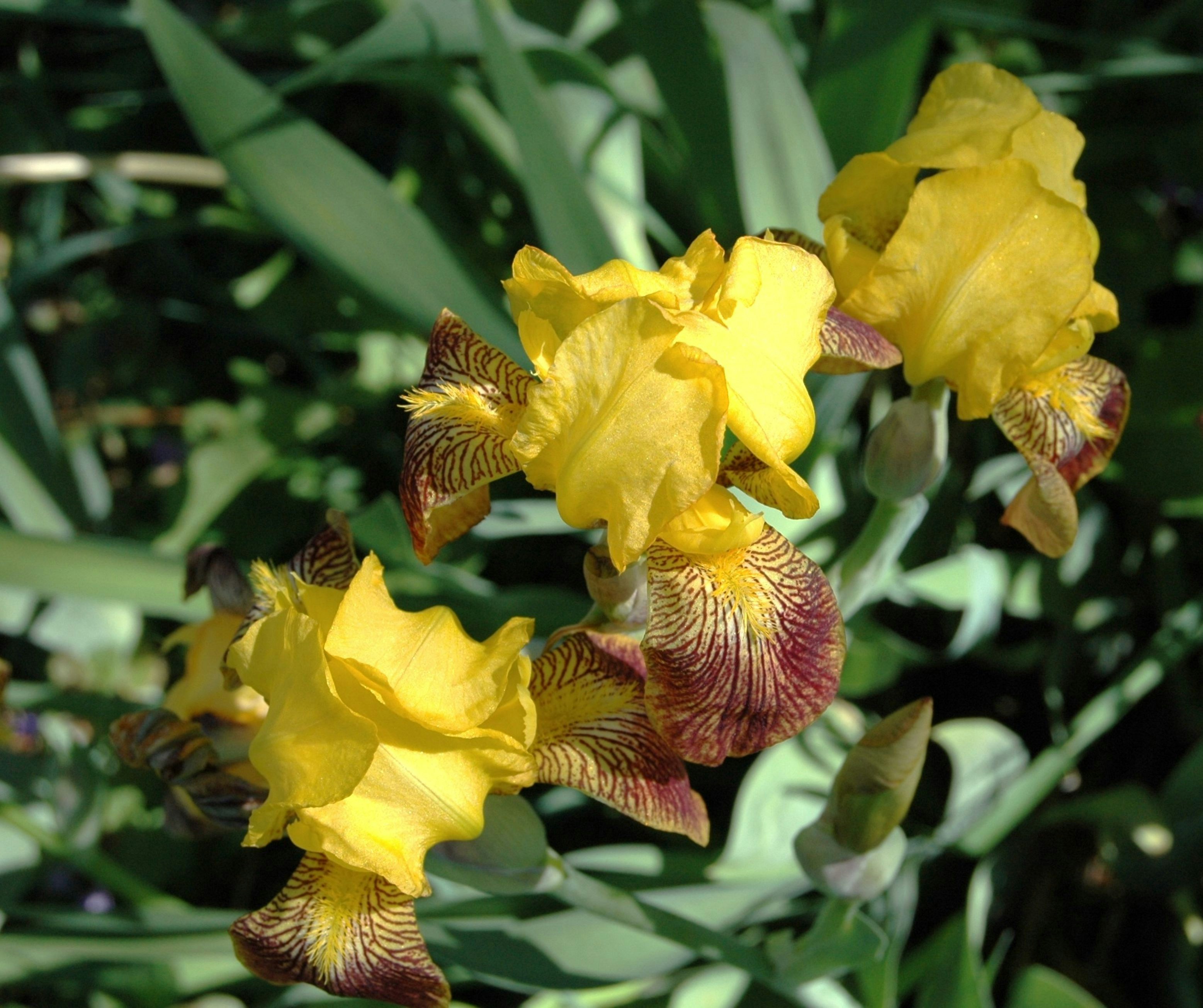 Primer plano de flores de iris amarillas y burdeos floreciendo.