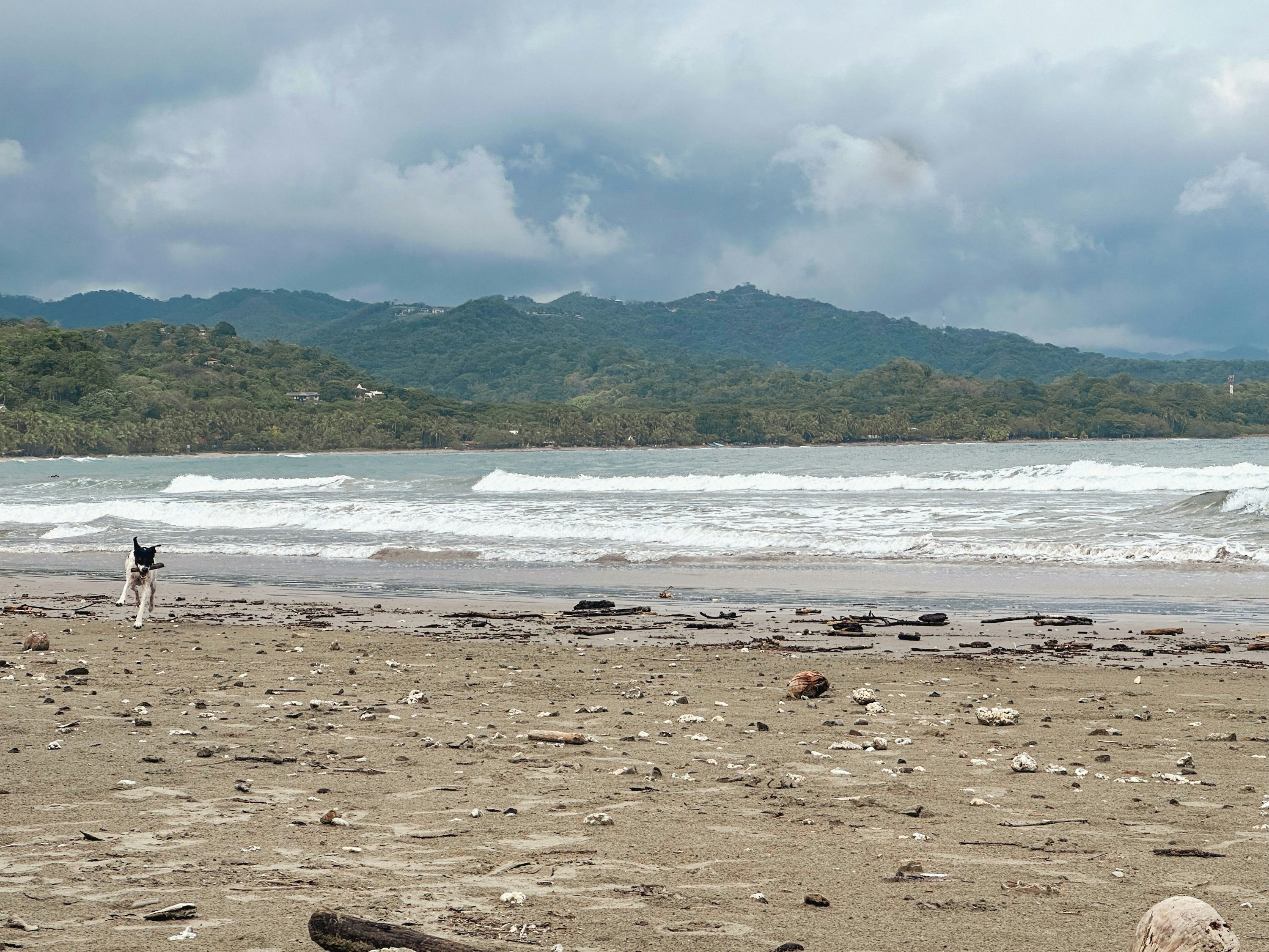 A dog walks on a sandy beach with ocean waves.