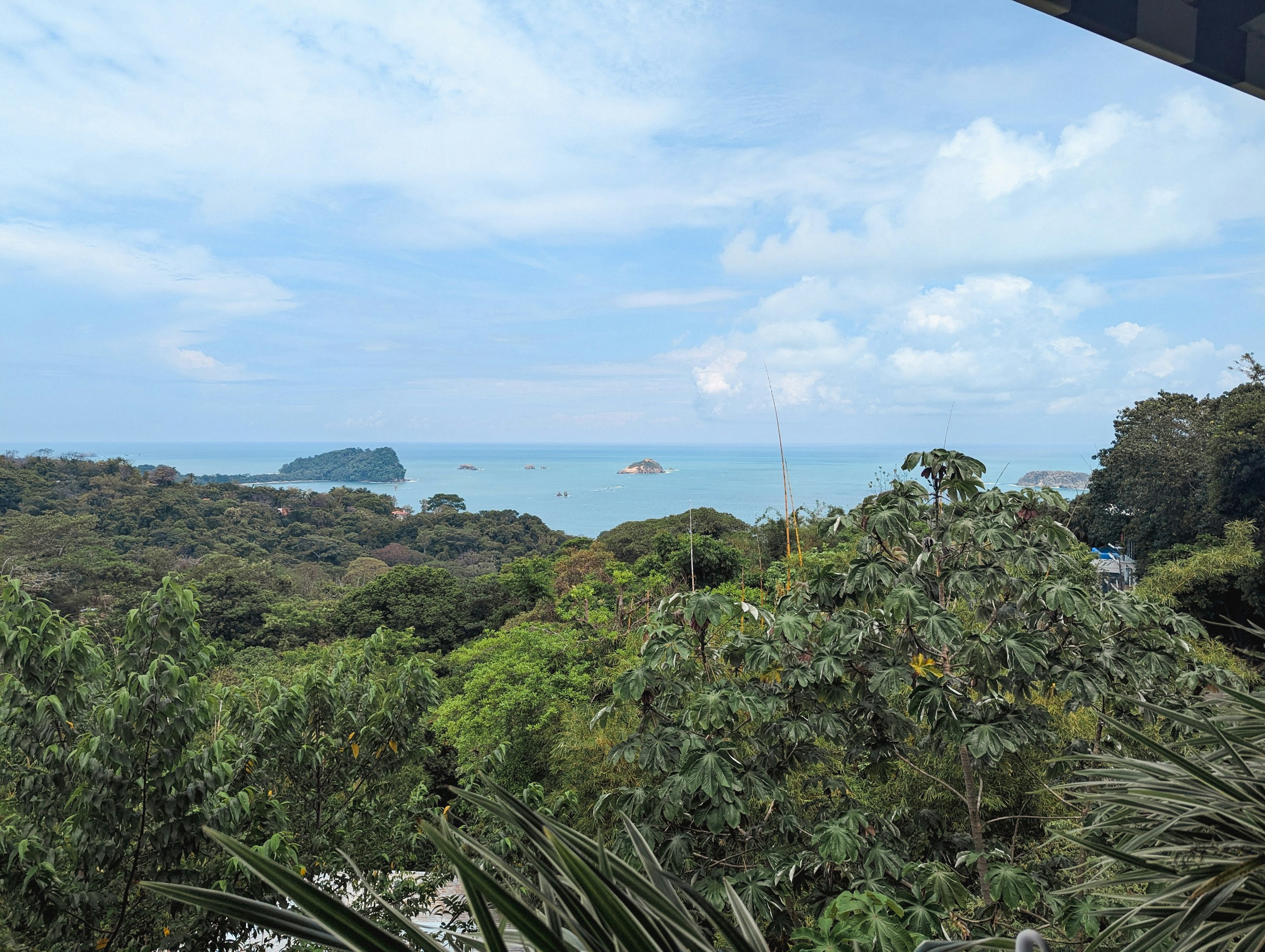 Lush green trees overlook a calm blue ocean