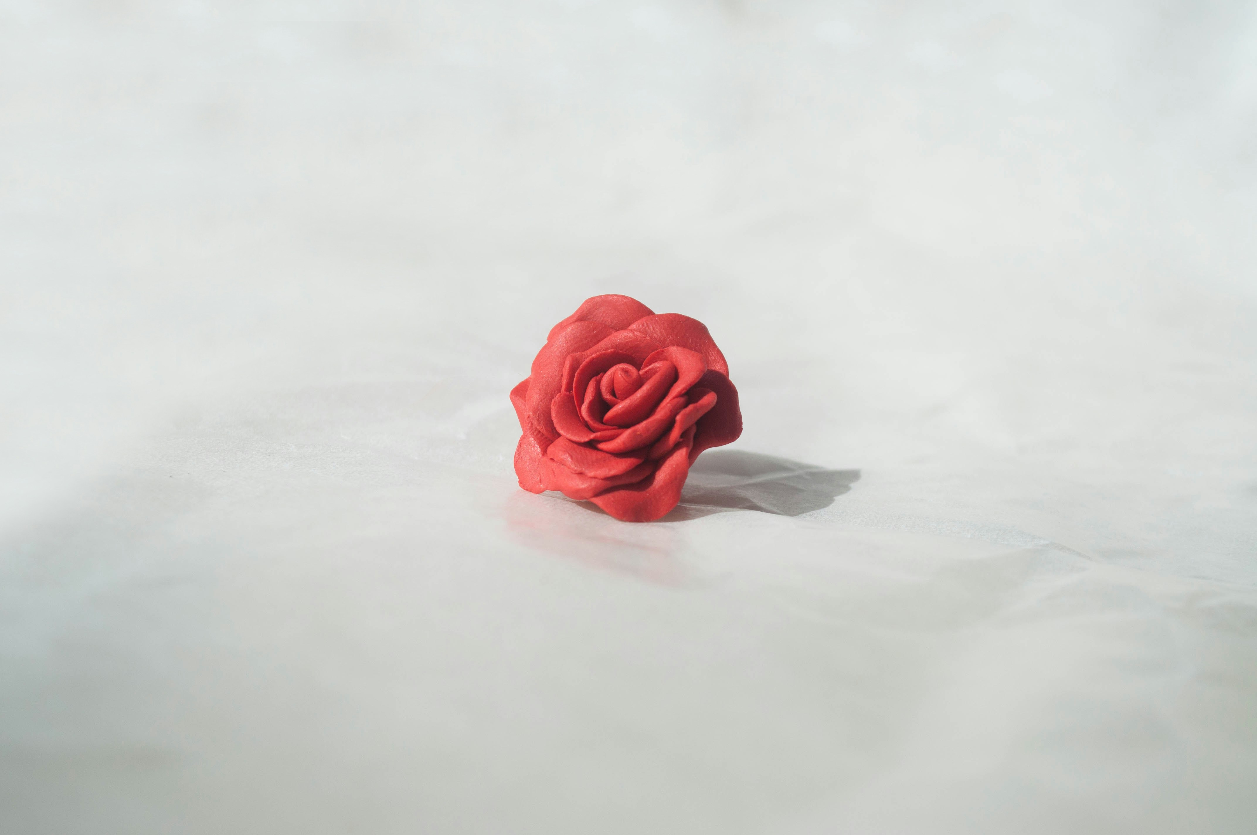 A single red rose on a white background.