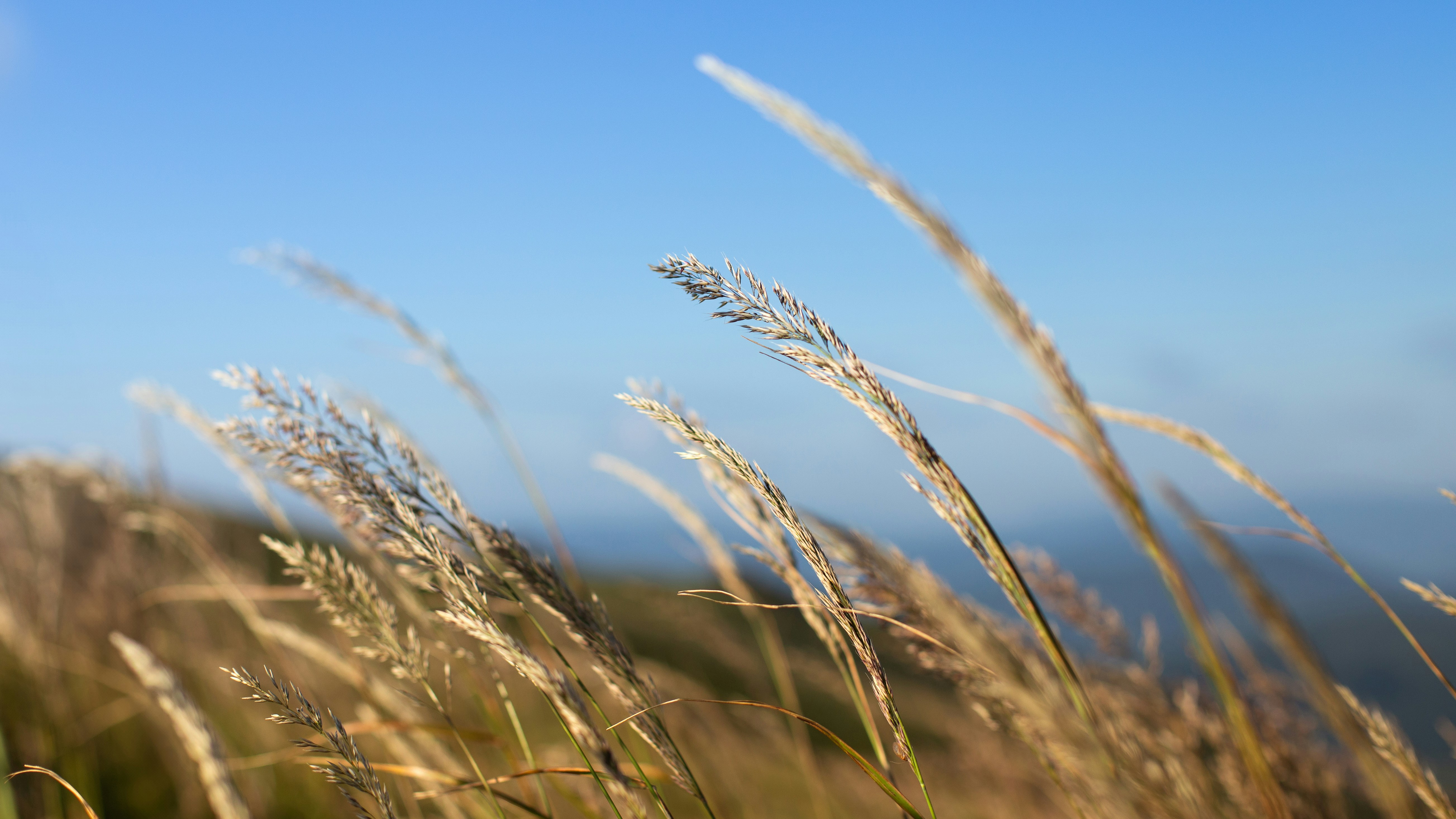 Tall dry grass swaying in the wind against blue sky