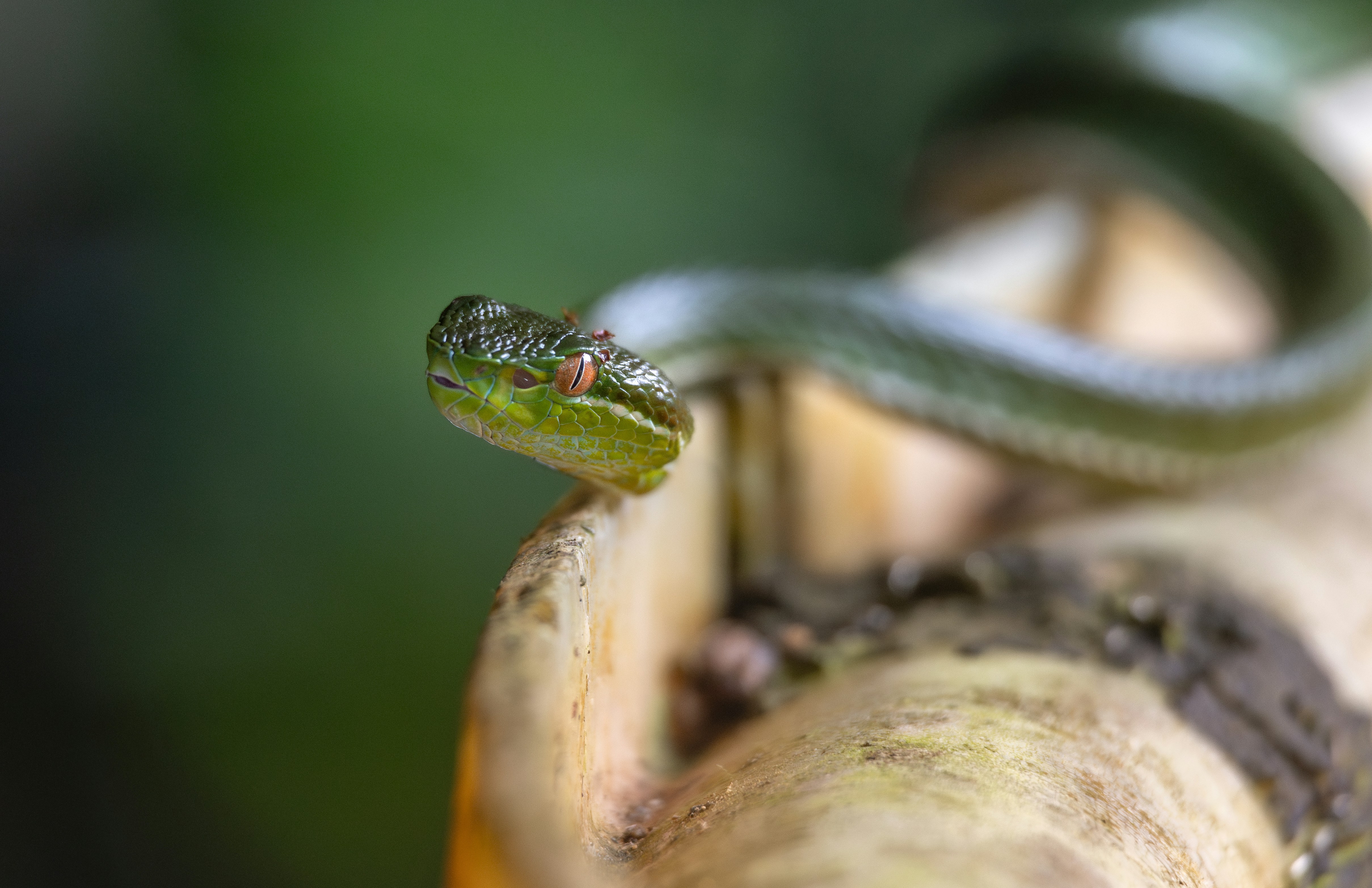 A small green snake rests on a wooden surface.