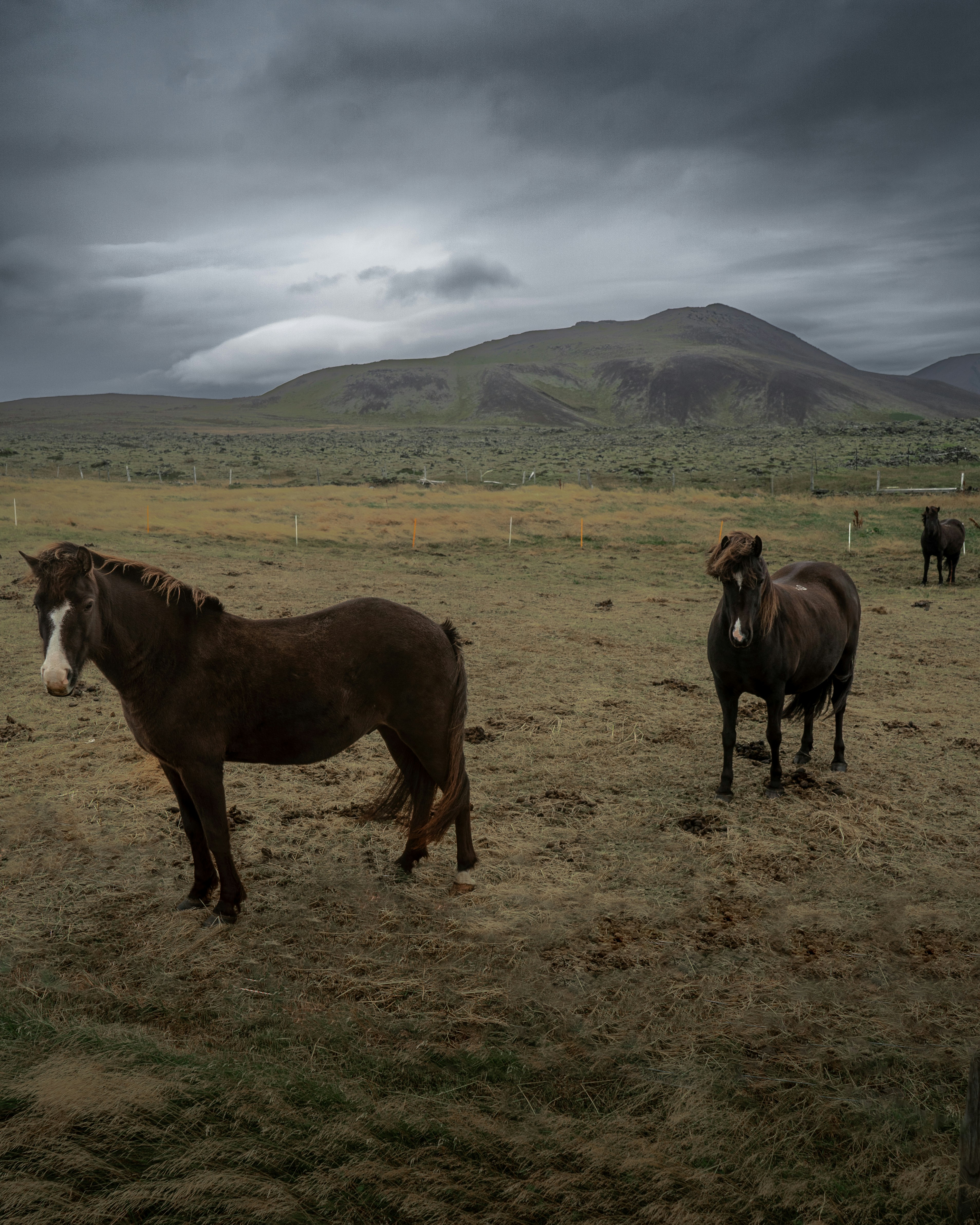 Three horses stand in a field under cloudy skies.