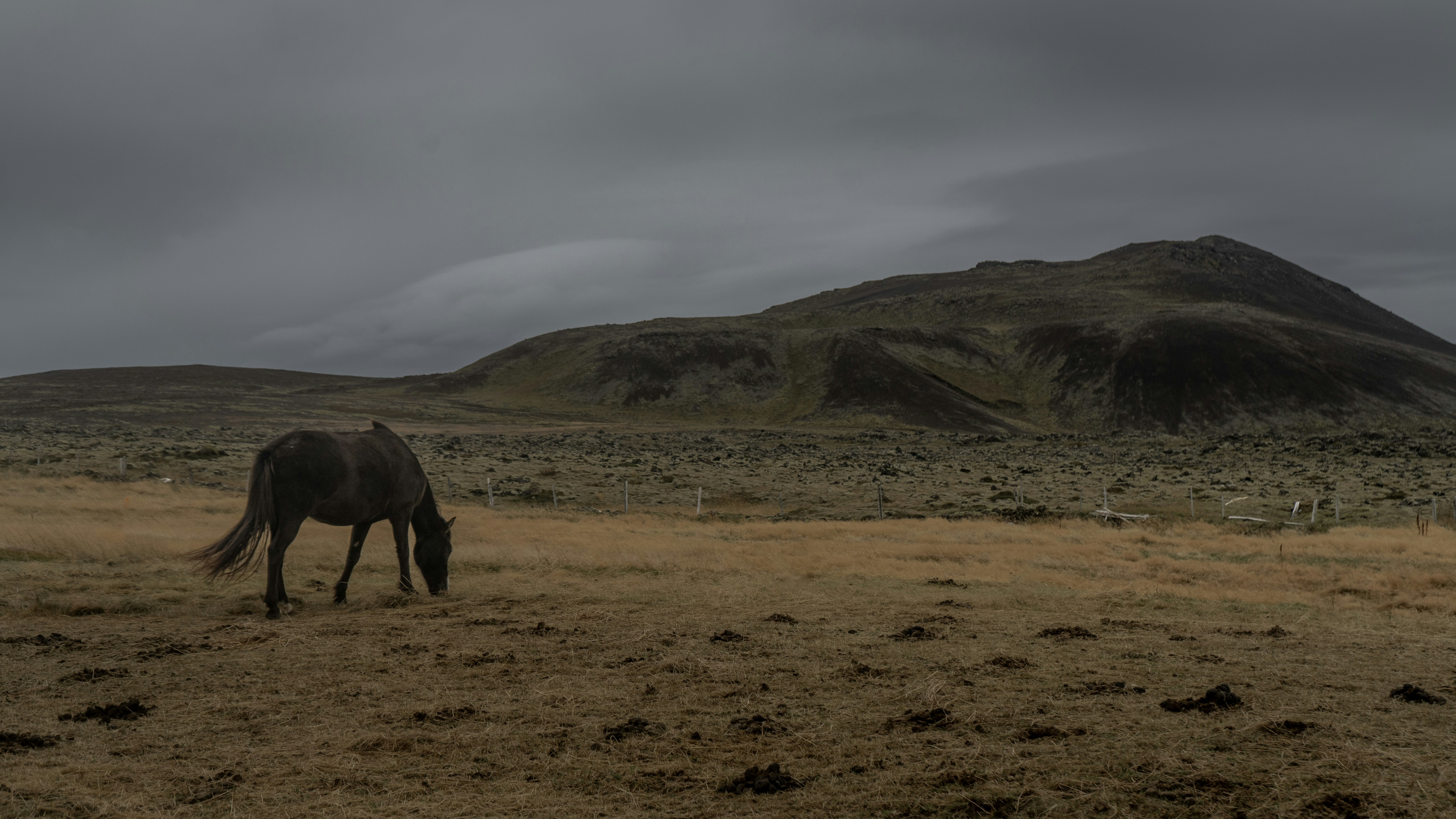 A lone horse grazes in a dry, grassy field.