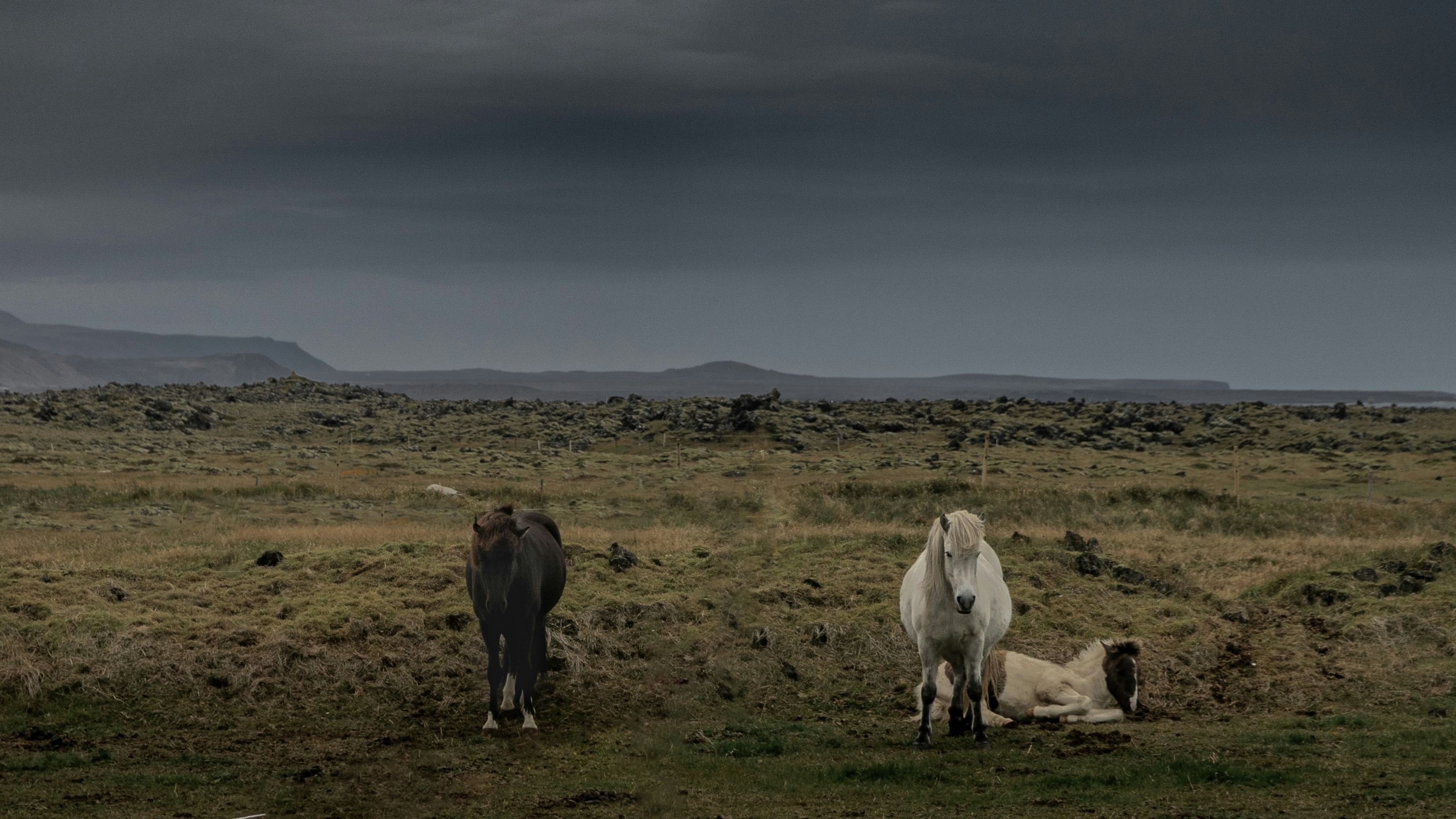 Three horses in a barren landscape under stormy skies