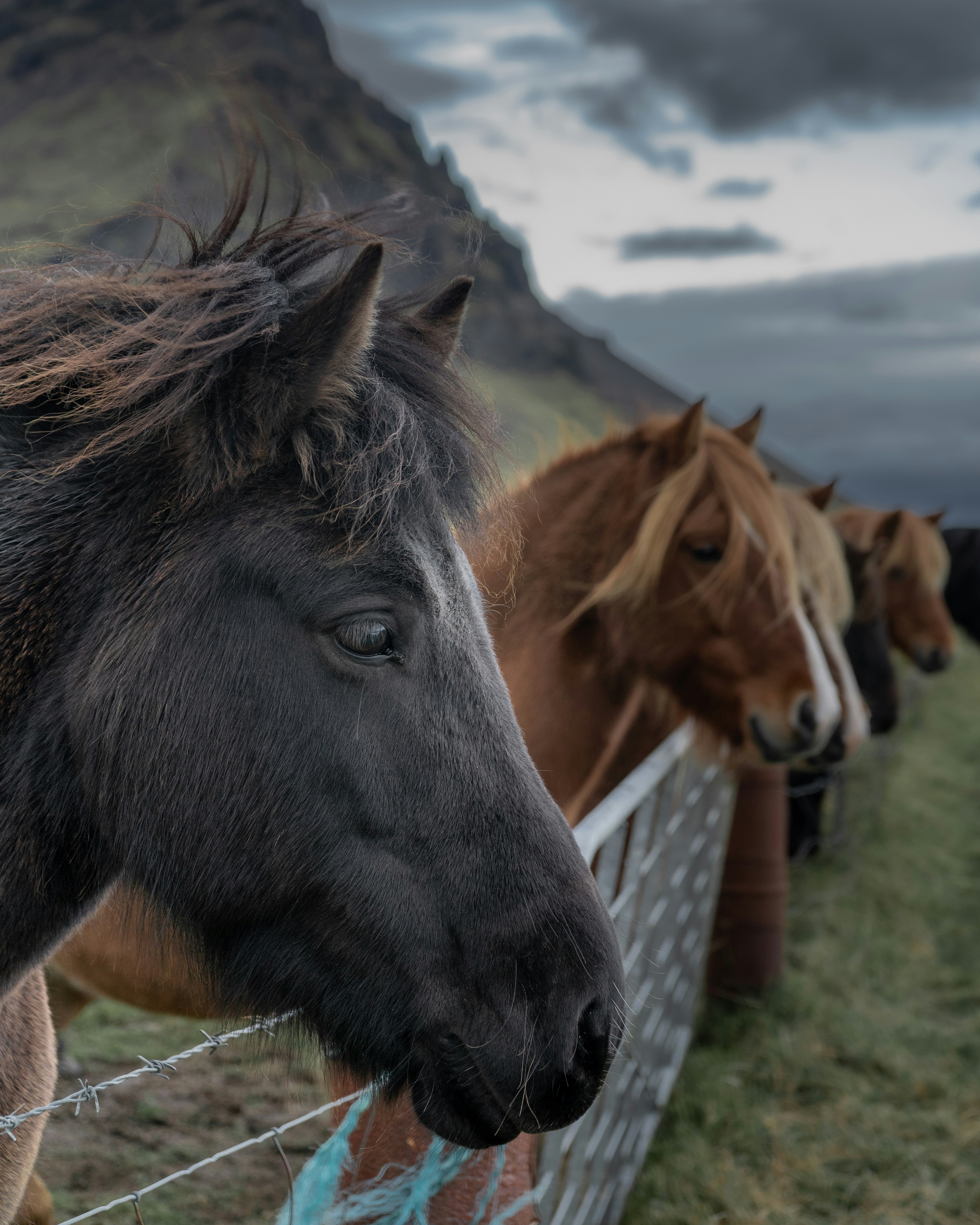 Horses standing behind a fence in a field.
