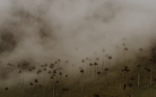 Foto ilustrativa de bosque de niebla en Colombia, referencia de compensación por biodiversidad