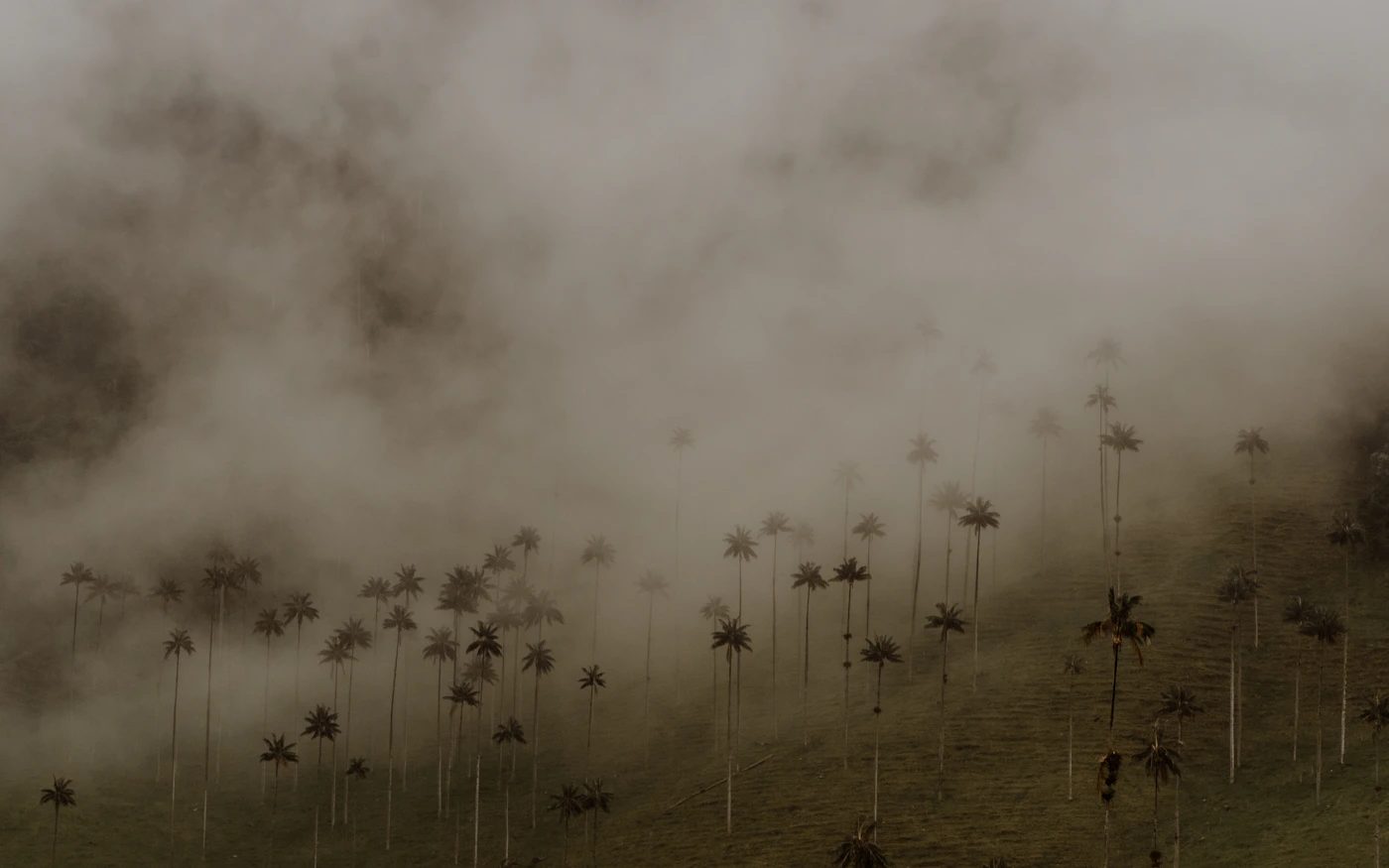 Andean cloud forest, where many of Colombia's species are concentrated.