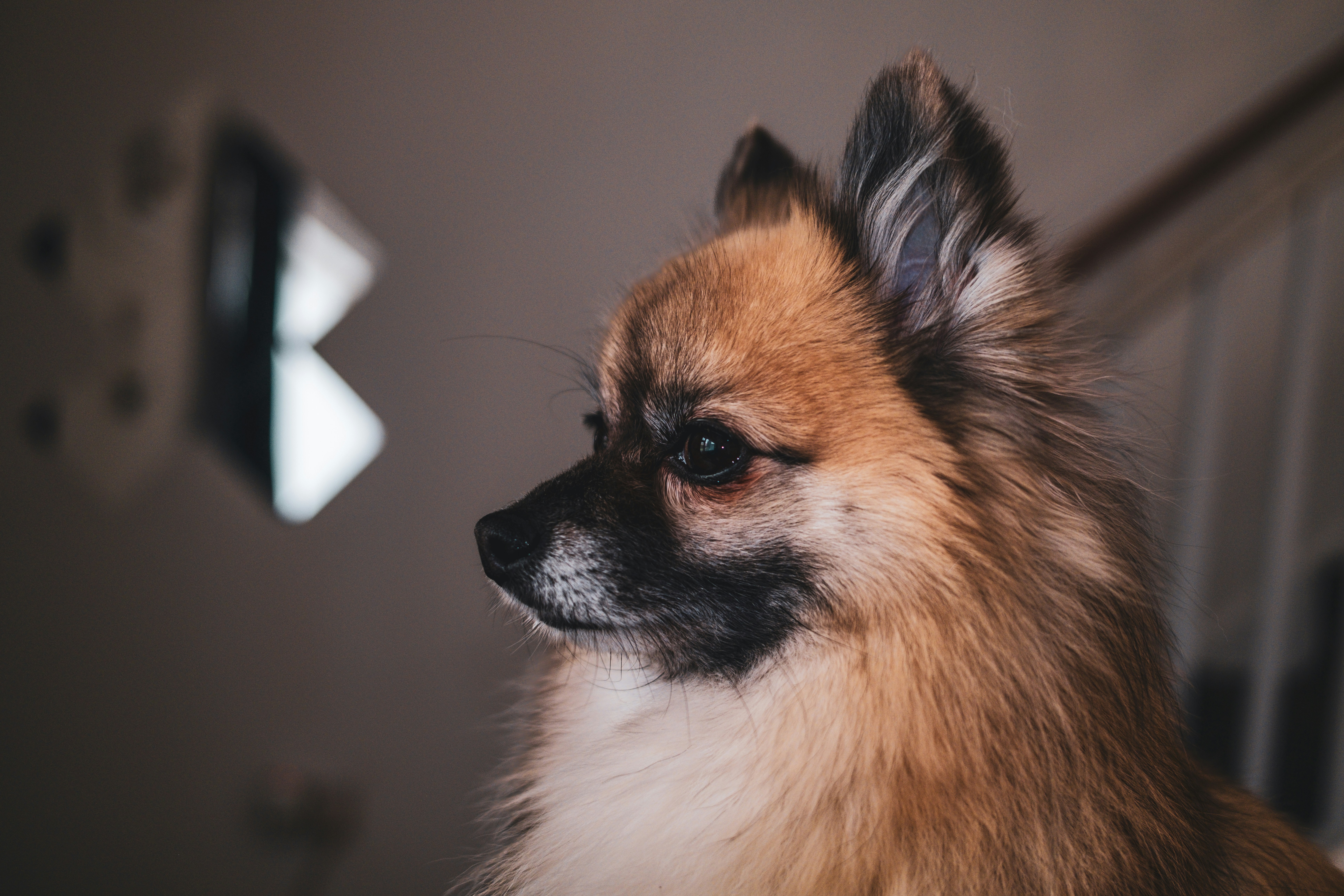 Best Dog Food For Low Activity Or Indoor Dogs Complete Guide