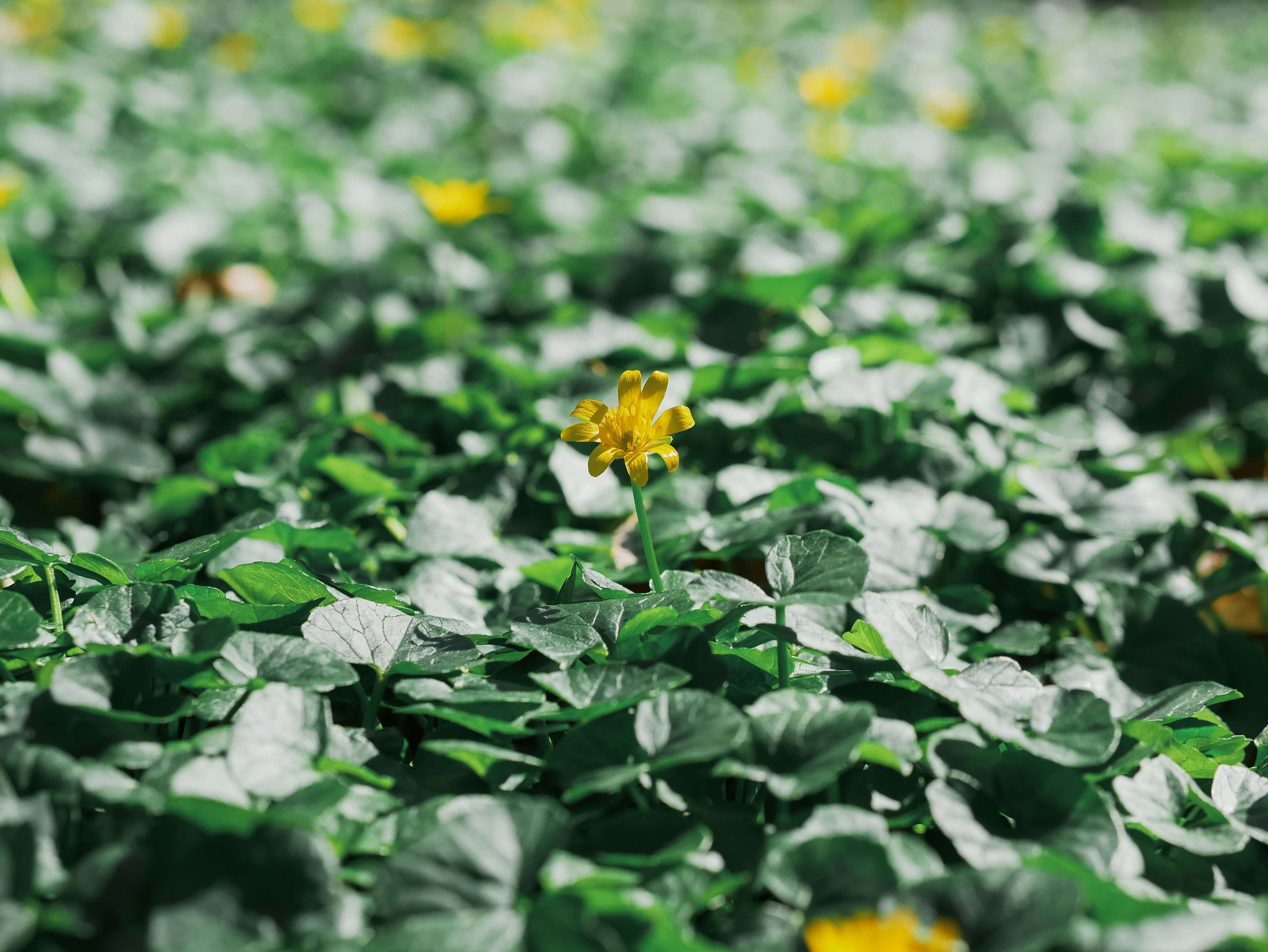 Yellow flowers bloom among lush green clover.