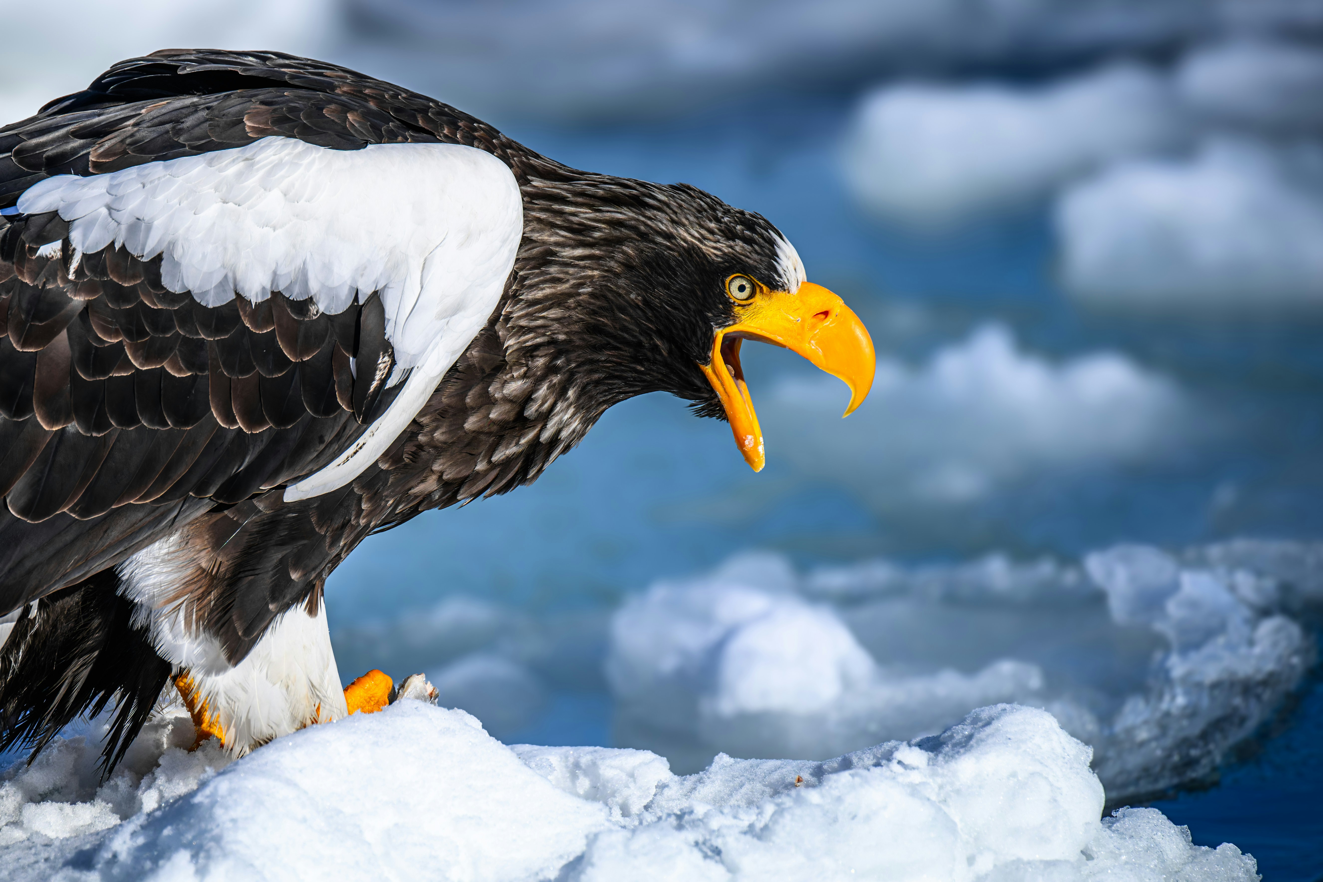 Ein Steller-Seeadler, der mit offenem Maul auf Eis saß.