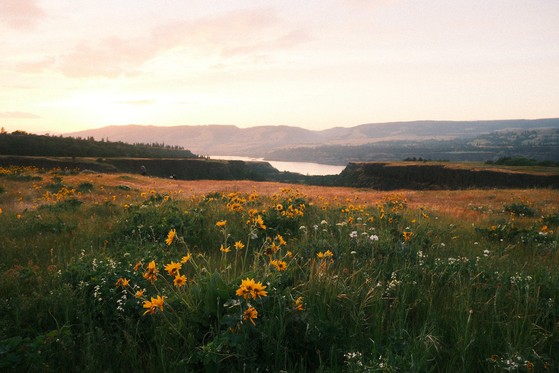 Wildflowers bloom in a field overlooking a calm river.
