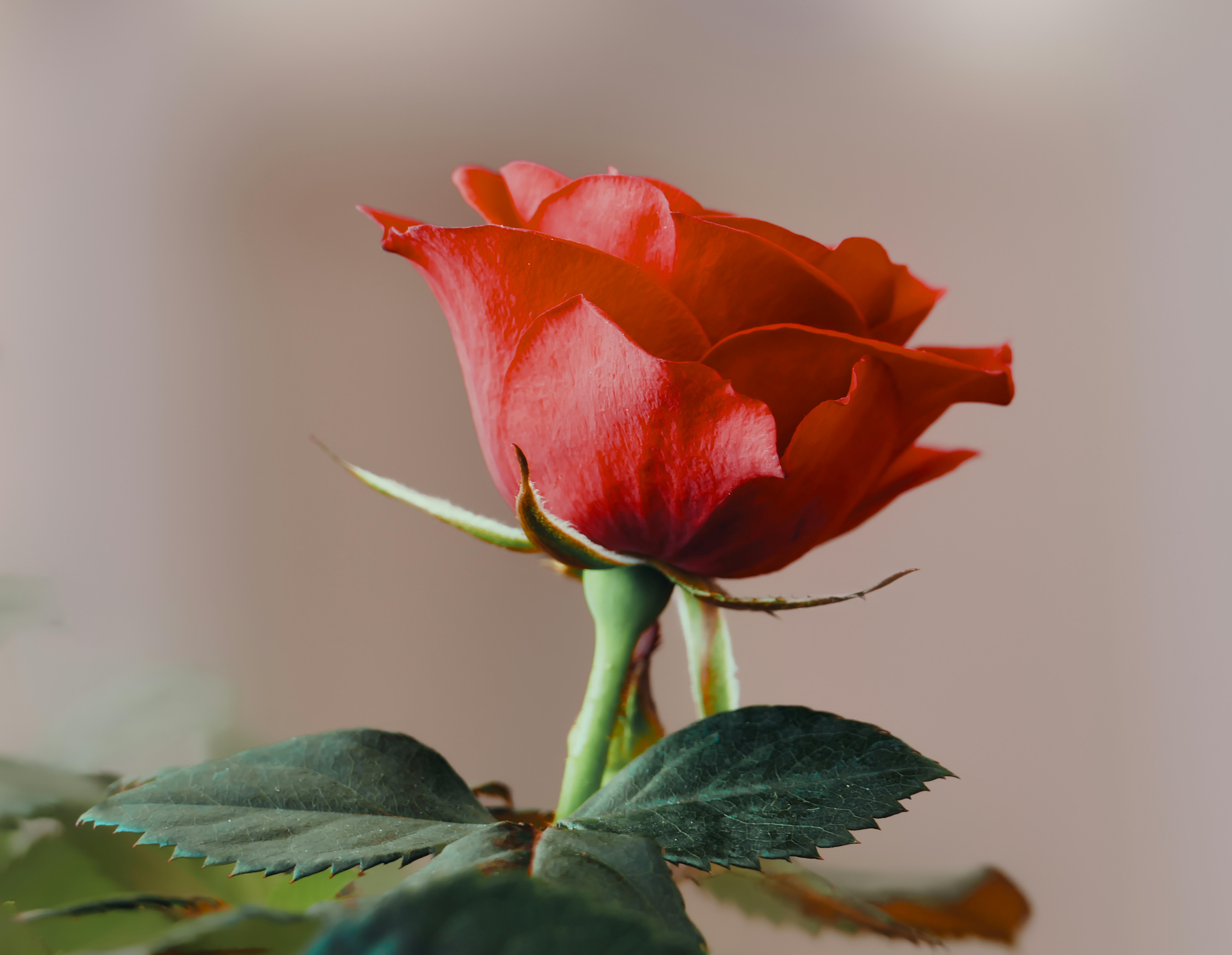 Una sola rosa roja con hojas verdes