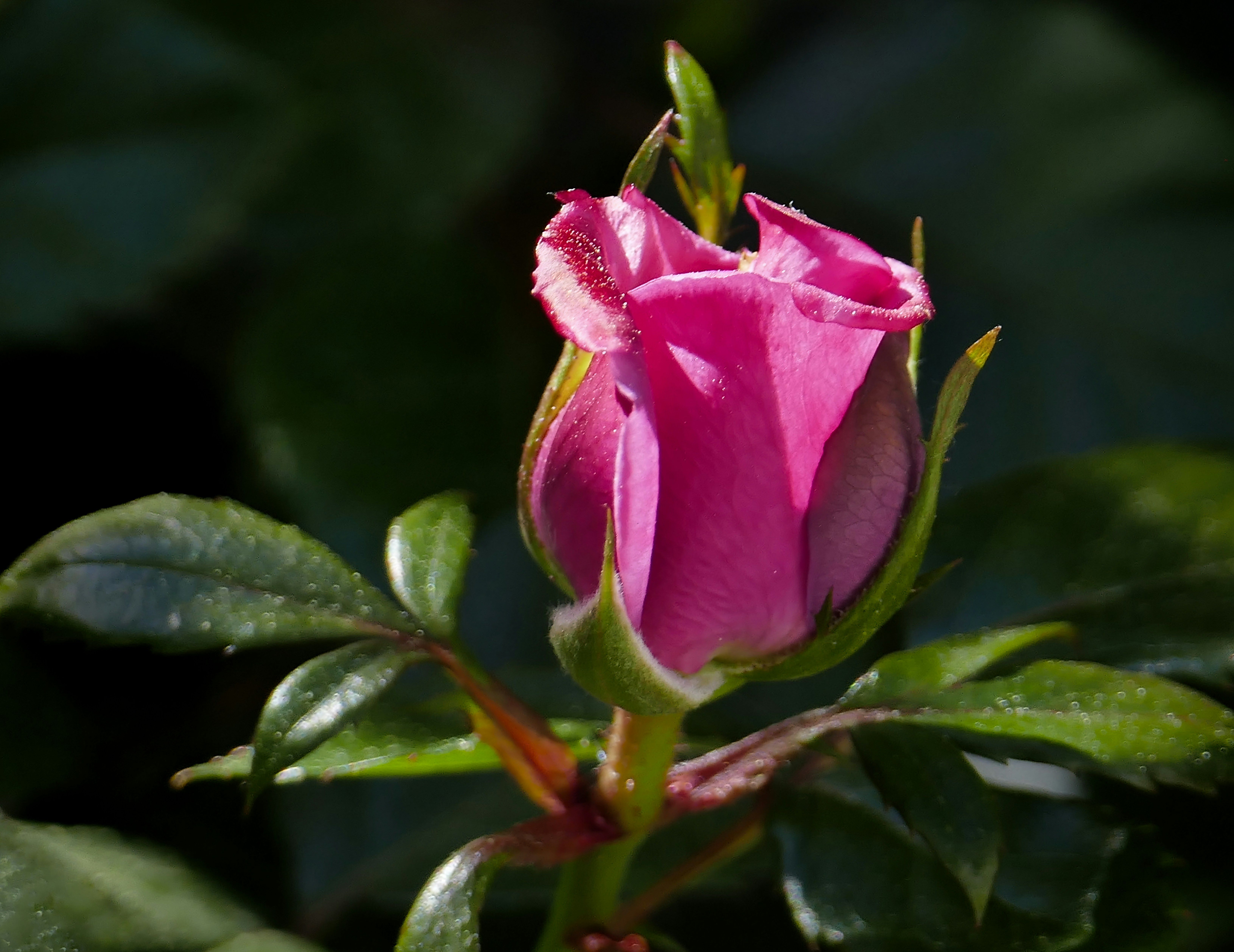 Un solo capullo rosa con gotas de agua.