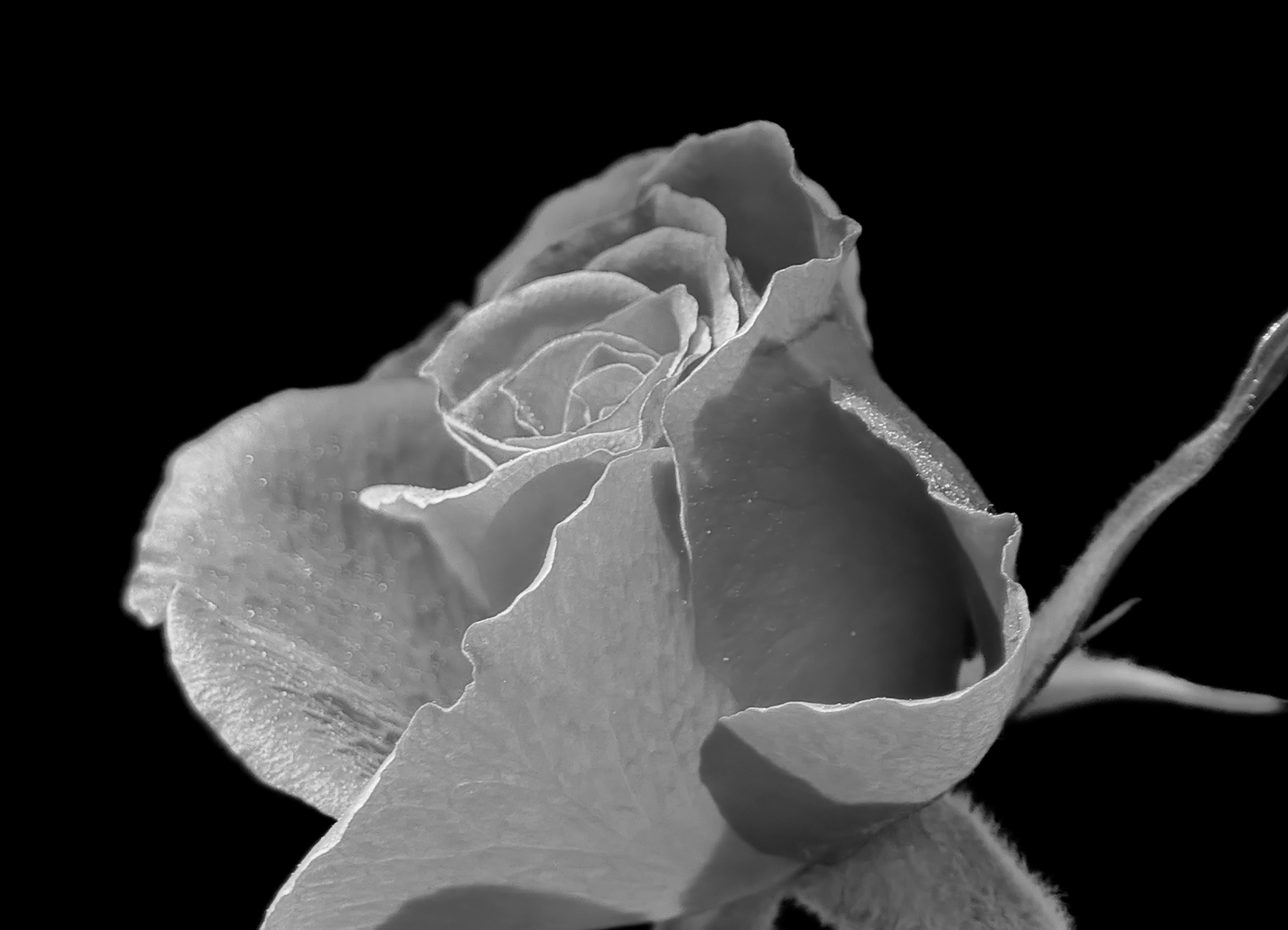 Una vista en blanco y negro de cerca de una rosa.
