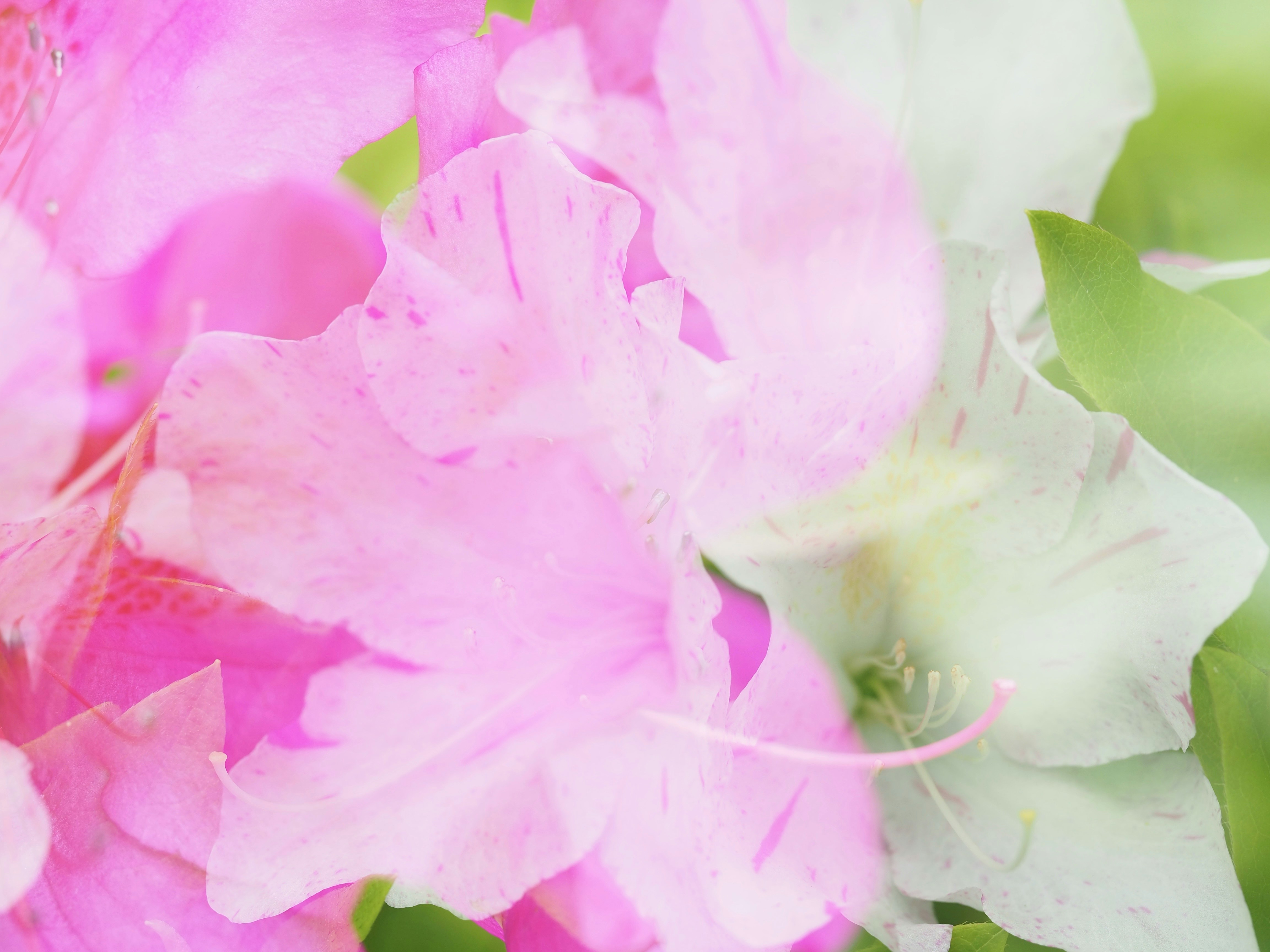 Close-up of pink and white flowers with green leaves.